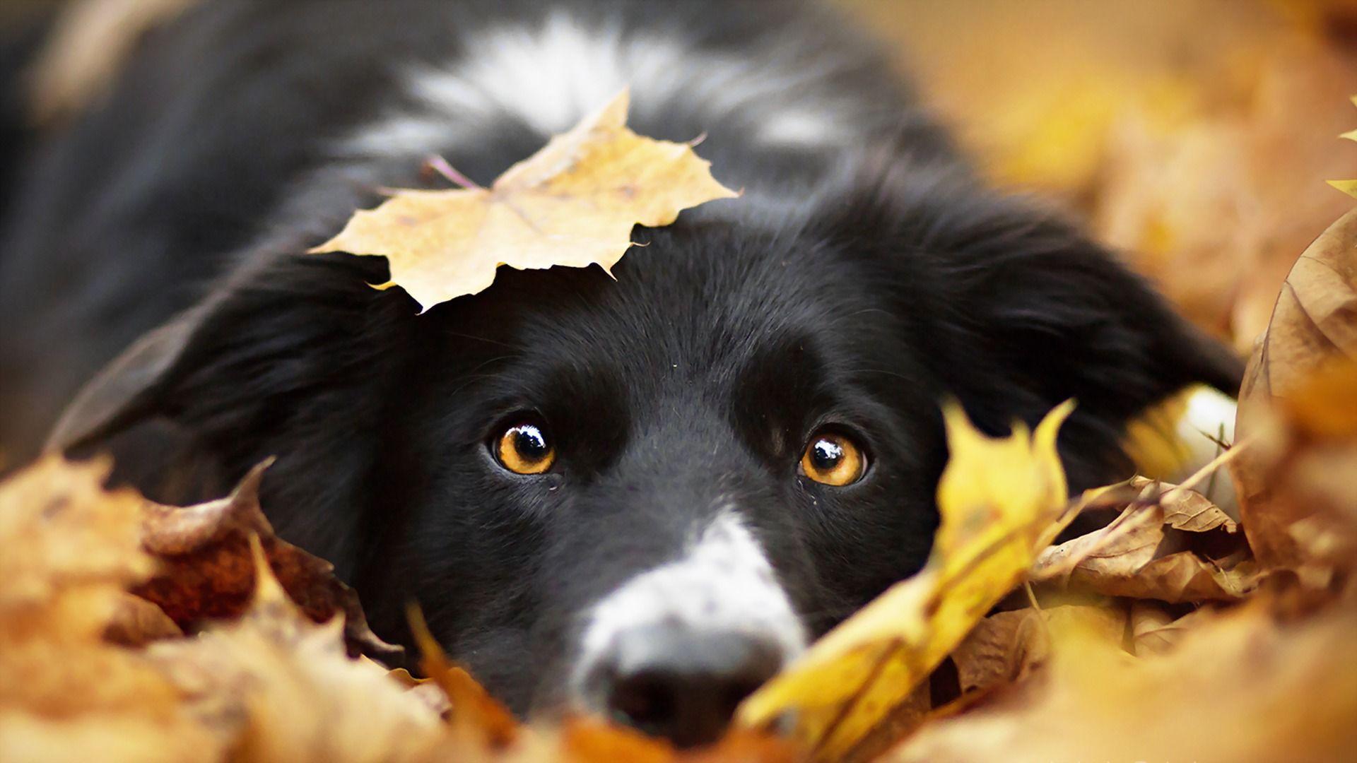 1920x1080 image Border Collie Dogs Foliage Autumn Snout animal 1920x1080