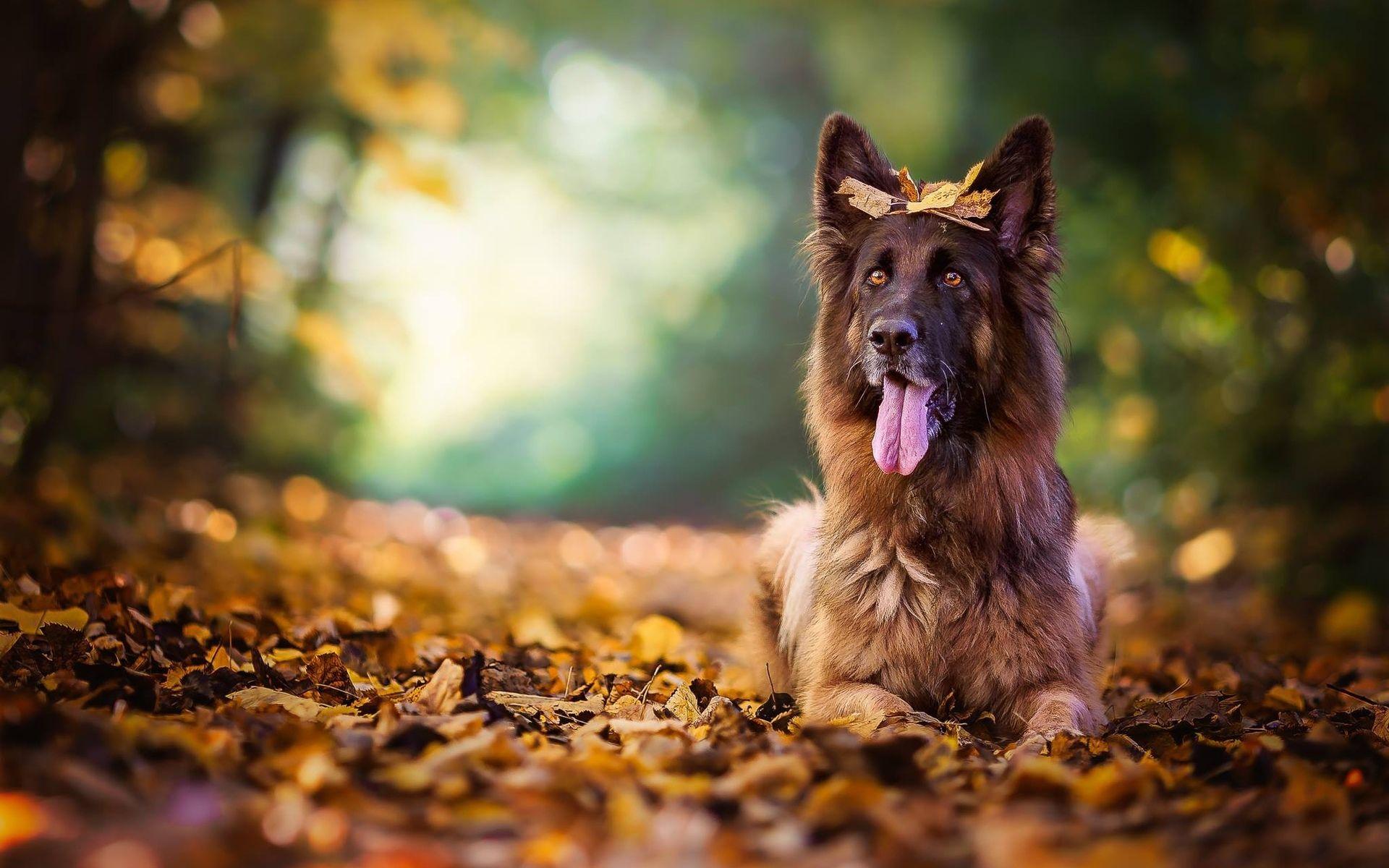 1920x1200 Download wallpaper German Shepherd, autumn, pets, bokeh