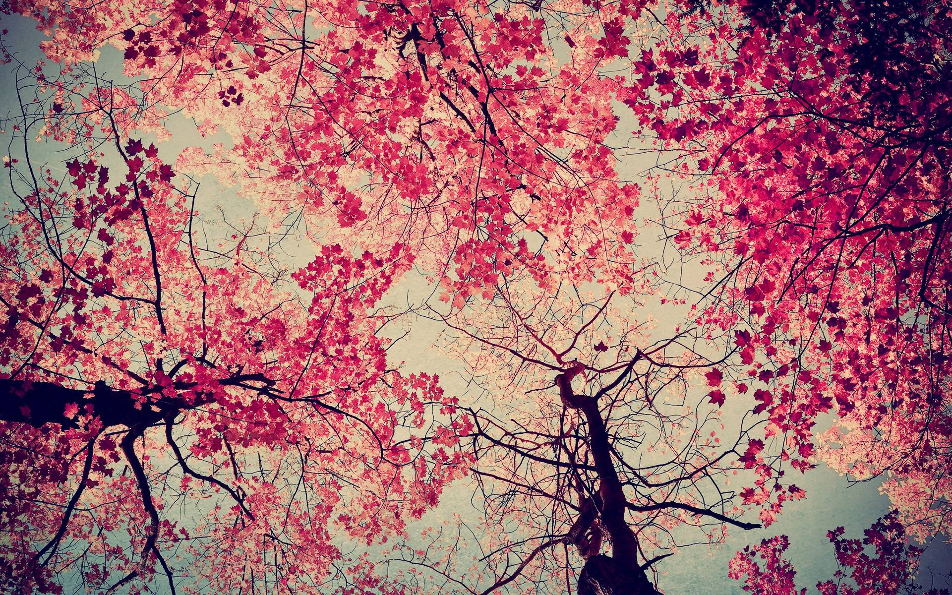Pink autumn wallpaper by veve56  Download on ZEDGE  185c