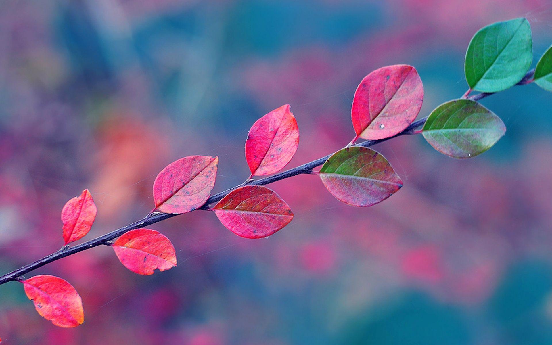 Листьев все это лучше. Красивые листья. Осенний фон на рабочий стол. Осенняя ветка. Розовый лист.