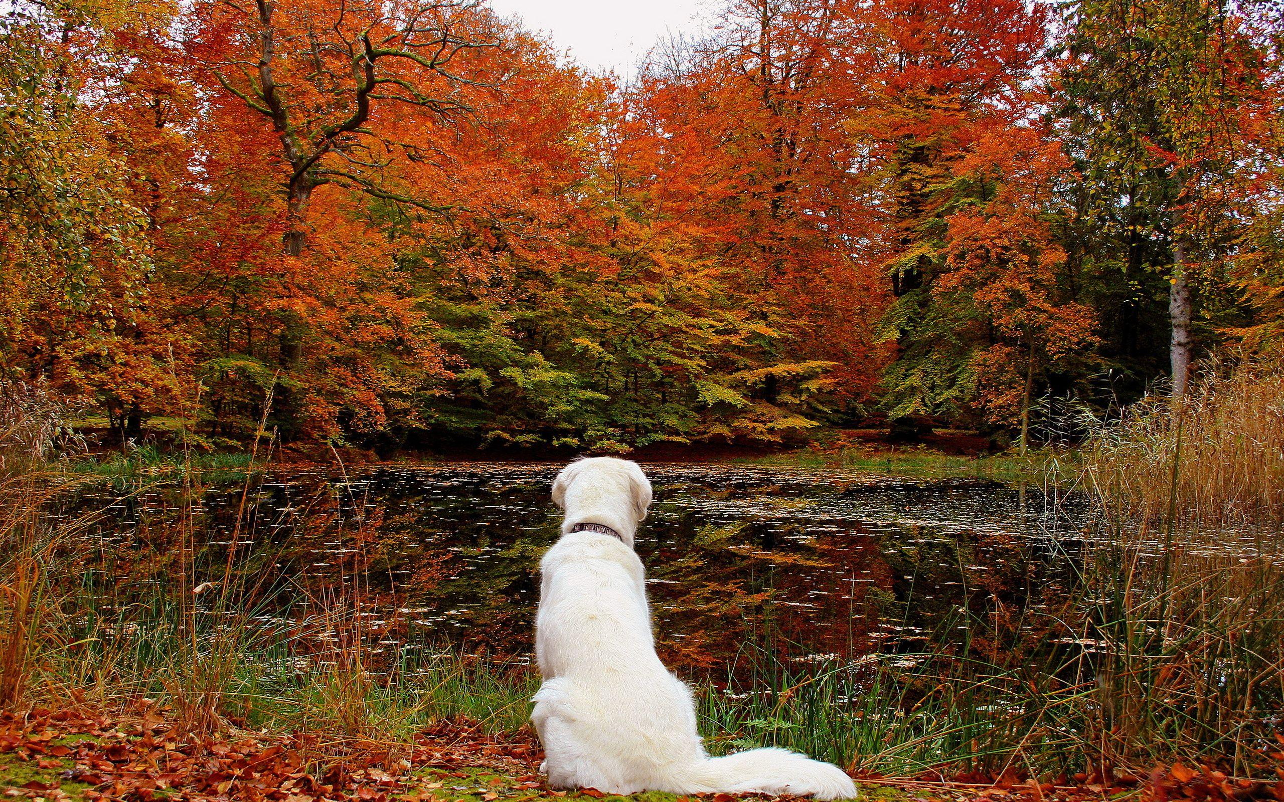 2560x1600 Free Fall Wallpaper with Dogs