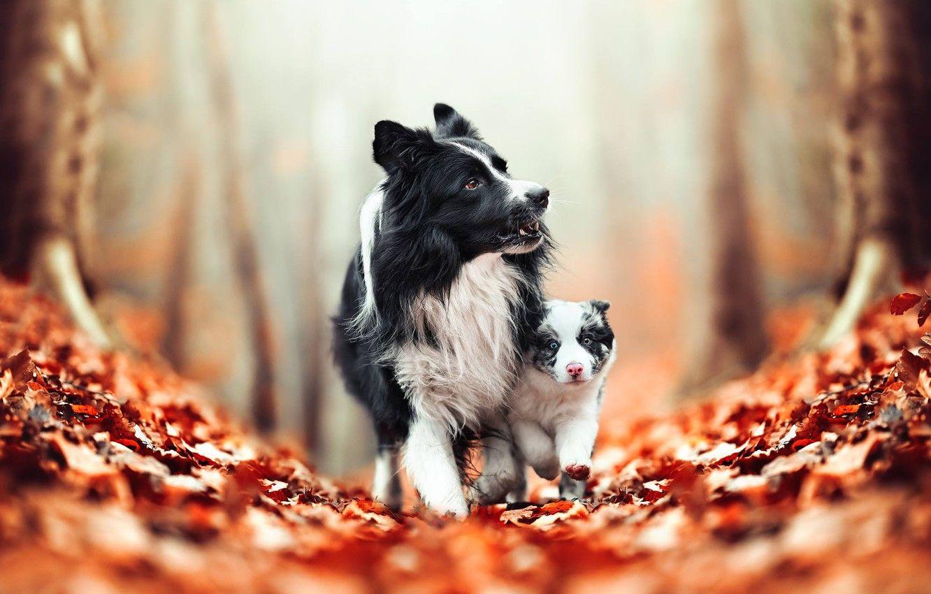 Autumn Pets Desktop Wallpapers - Top Free Autumn Pets Desktop