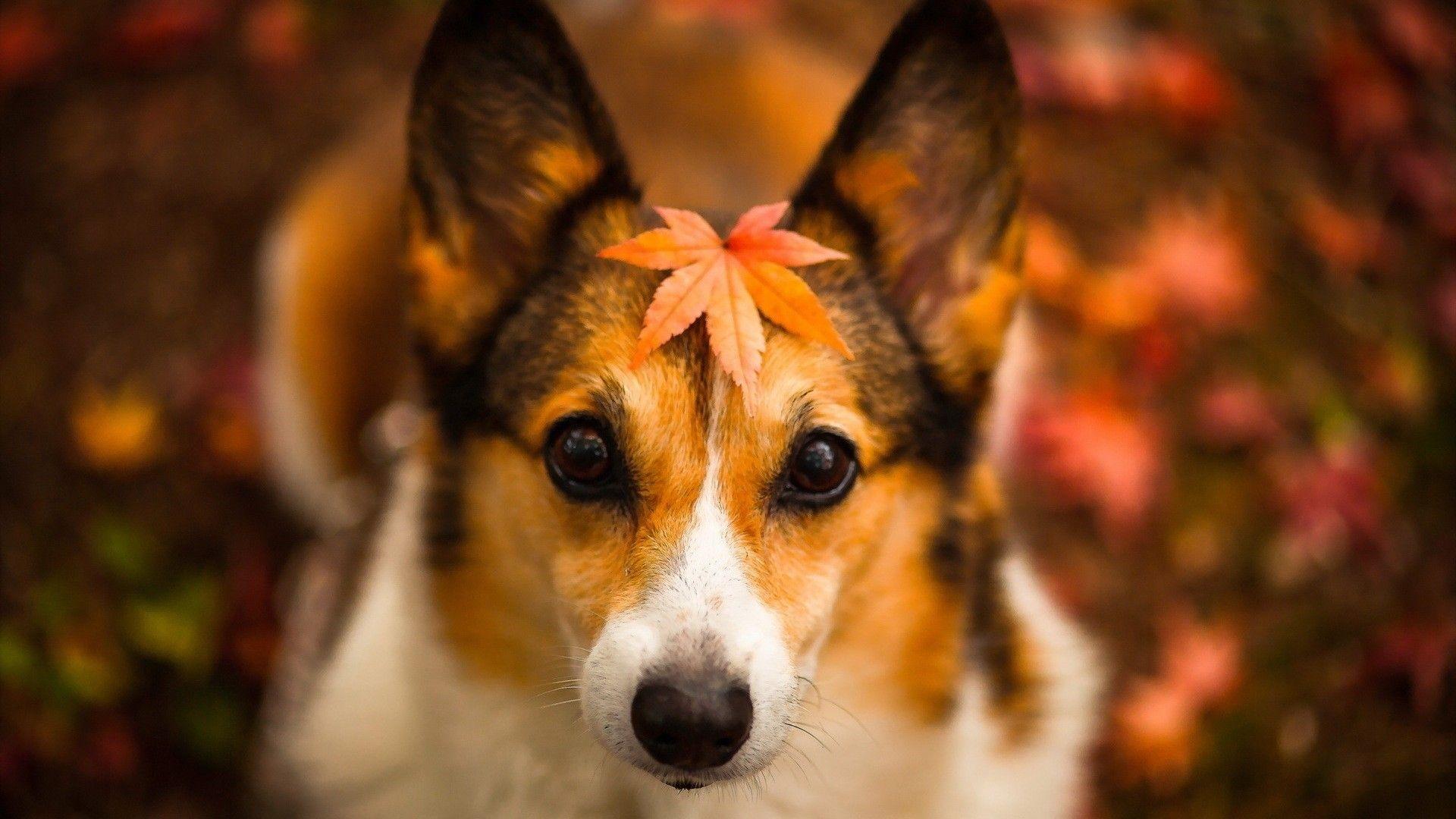 Autumn Pets Desktop Wallpapers - Top Free Autumn Pets Desktop ...