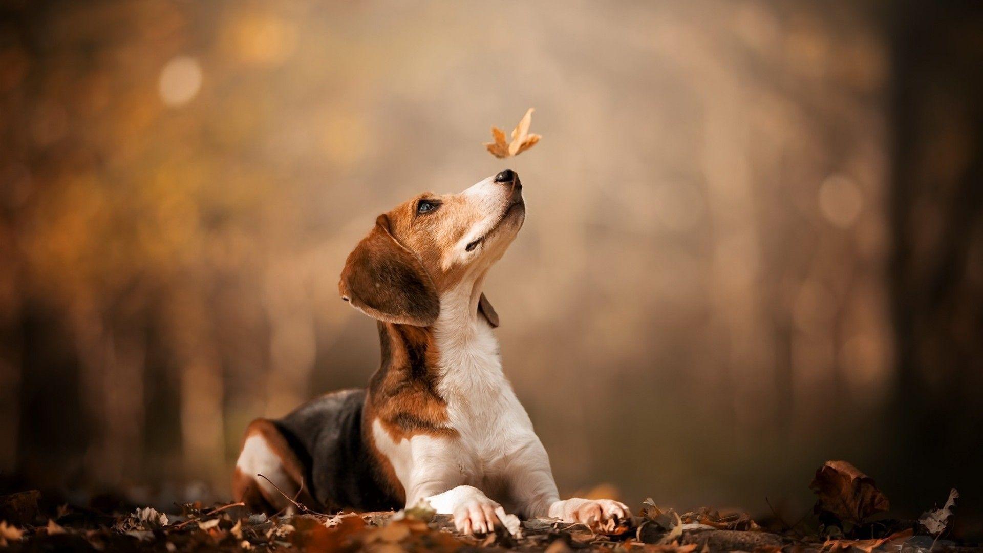 Autumn Pets Desktop Wallpapers - Top Free Autumn Pets Desktop