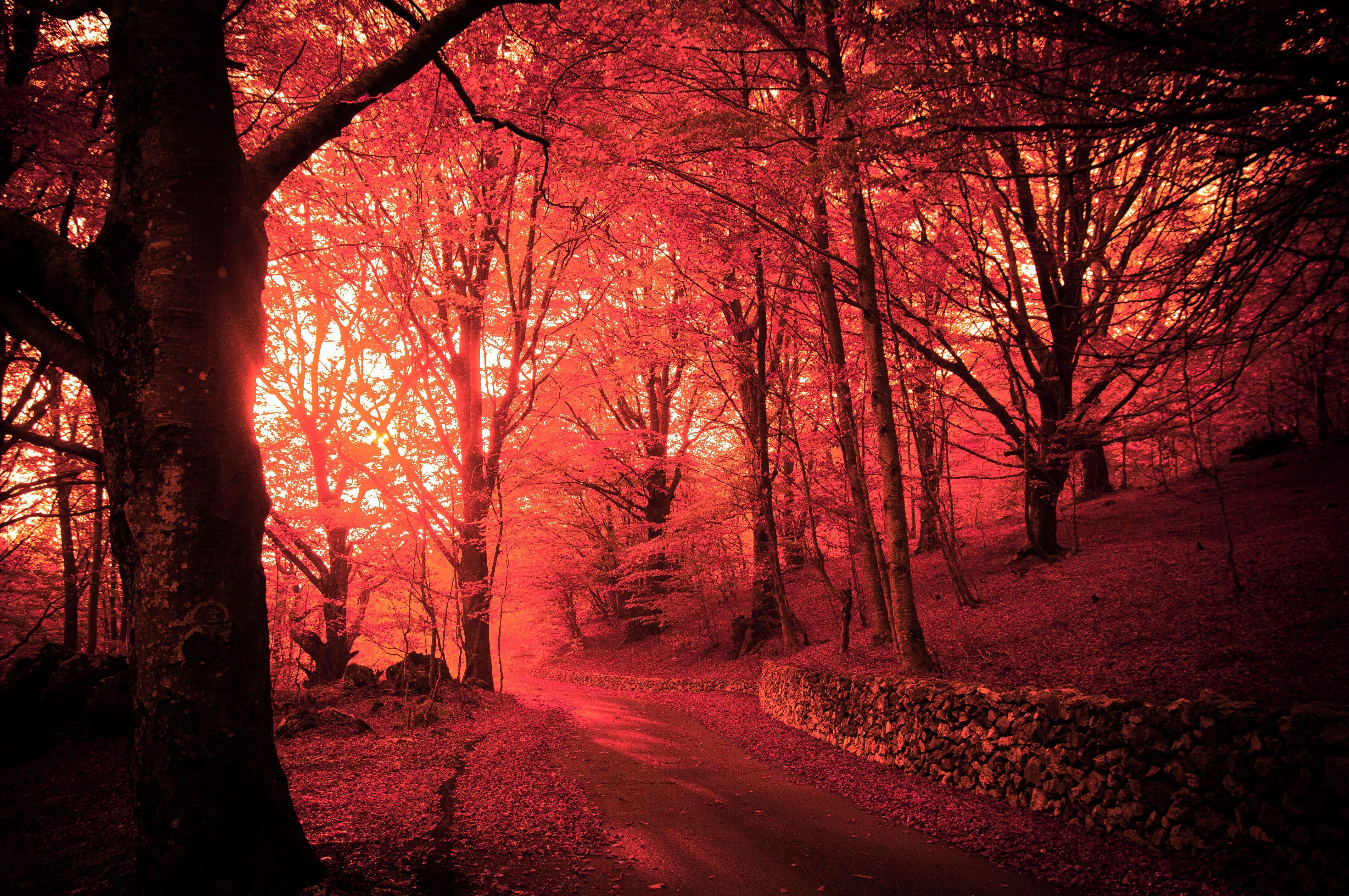 pink fall by winterbutterfly81 on deviantart on pink fall wallpapers