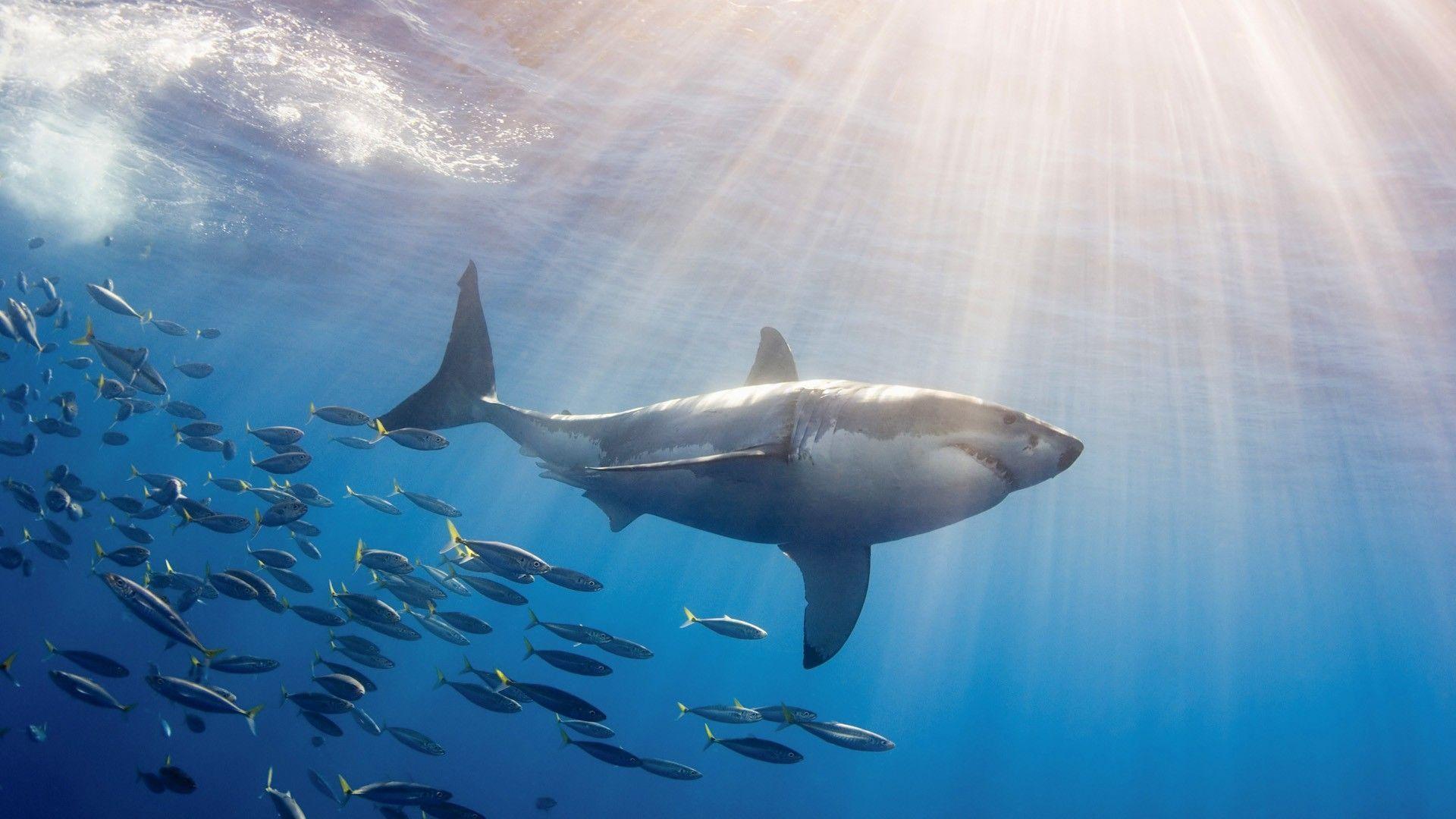 Shark Wallpapers  Animal Spot