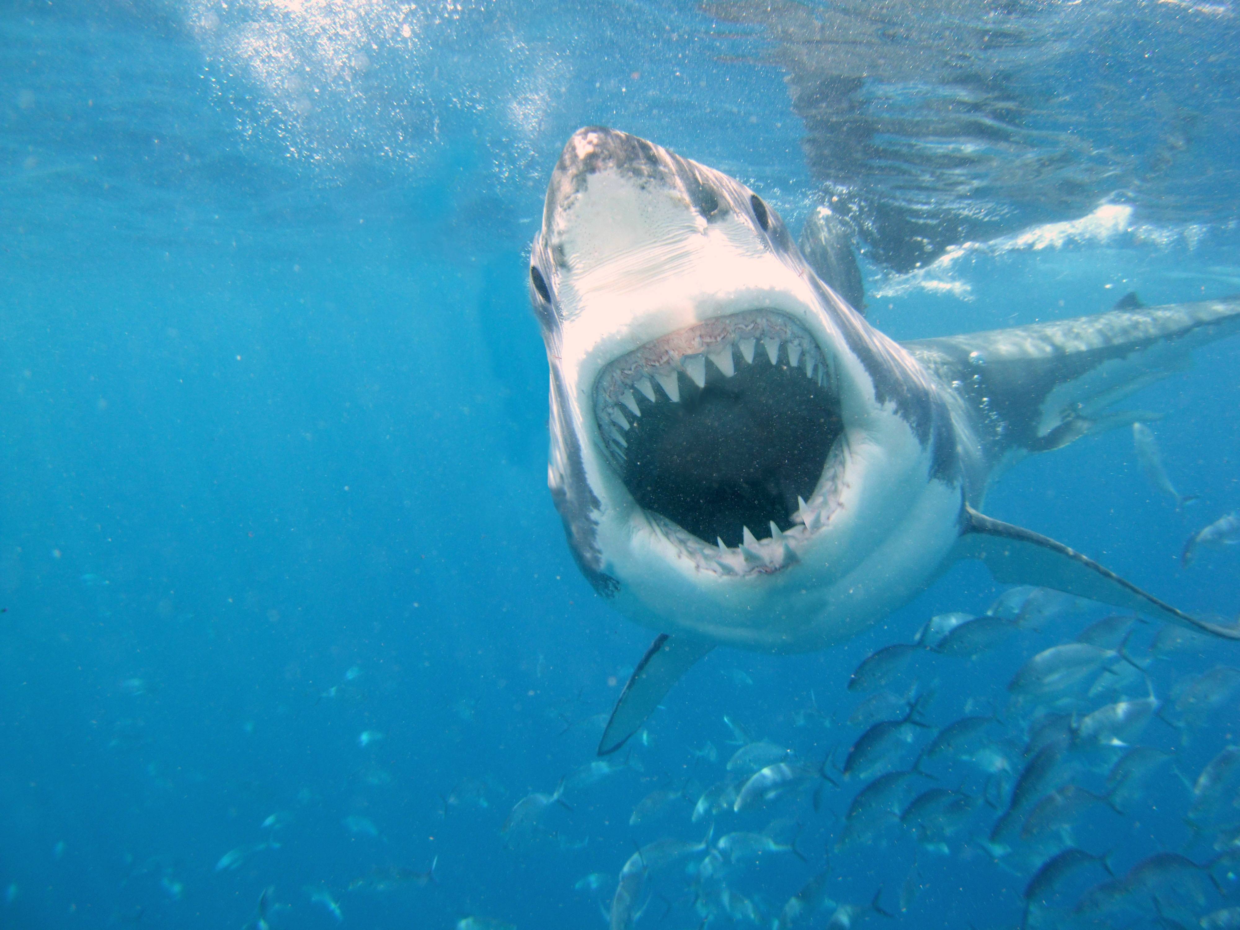 HD wallpaper: shark, underwater, fish, great white shark, marine biology |  Wallpaper Flare