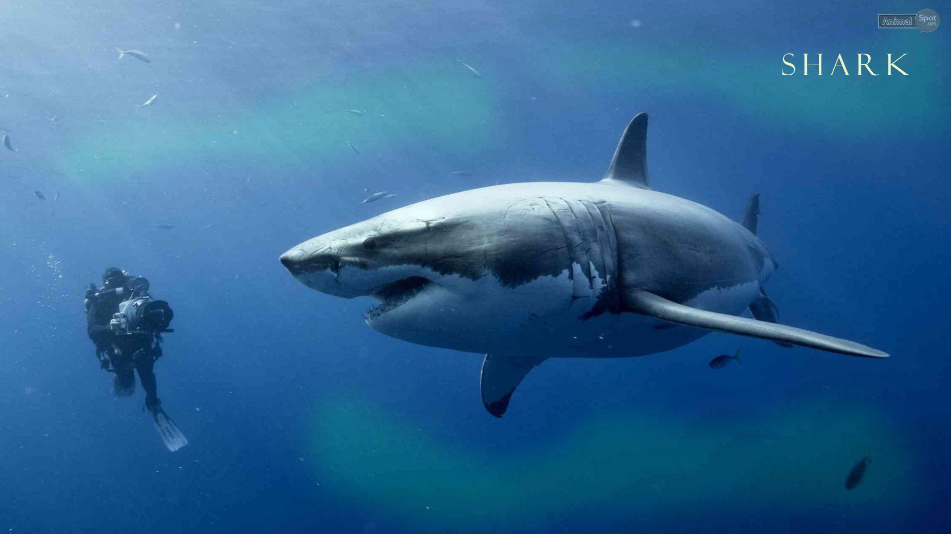 1920x1080 Shark Wallpaper