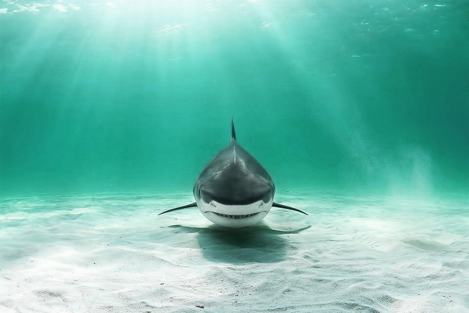 1600x1067 Shark HD Desktop Wallpaper 19473