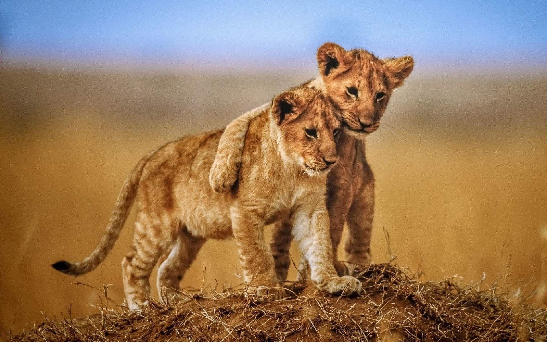 Lion Cub Wallpapers Top Free Lion Cub Backgrounds WallpaperAccess