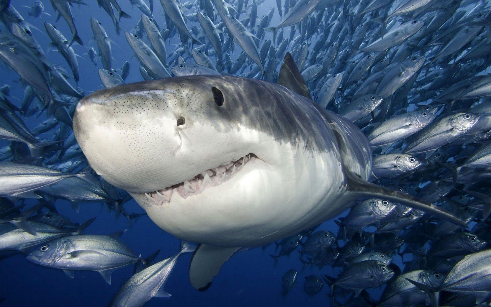 1600x1000 Amazing Trending Wallpaper: Shark Wallpaper HD Shark