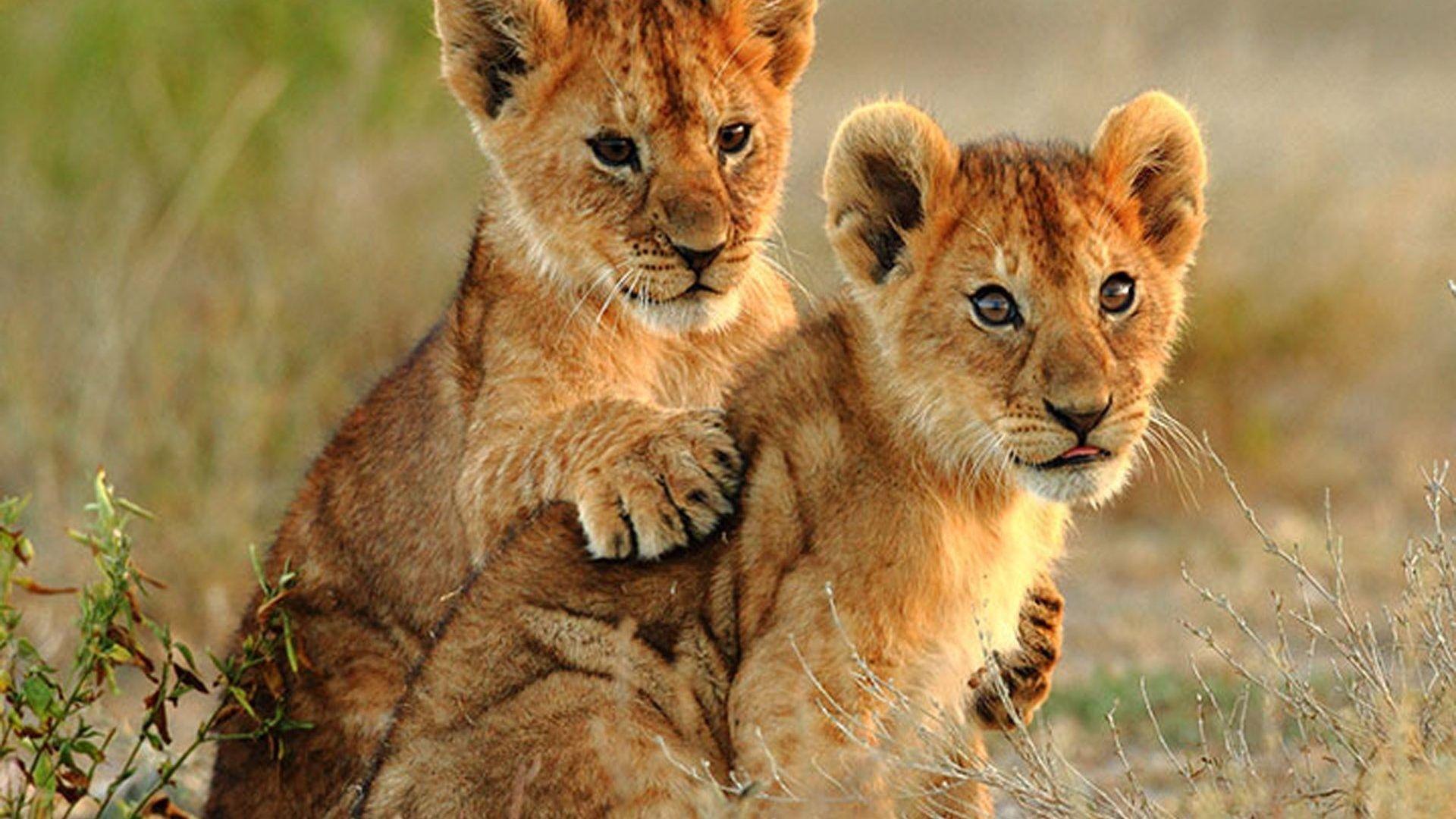 Lion And Cub Wallpapers Top Free Lion And Cub Backgrounds 
