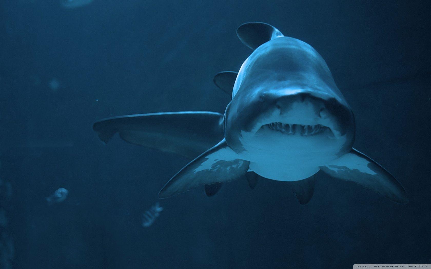 1680x1050 Fierce Shark ❤ 4K HD Desktop Wallpaper for 4K Ultra HD TV