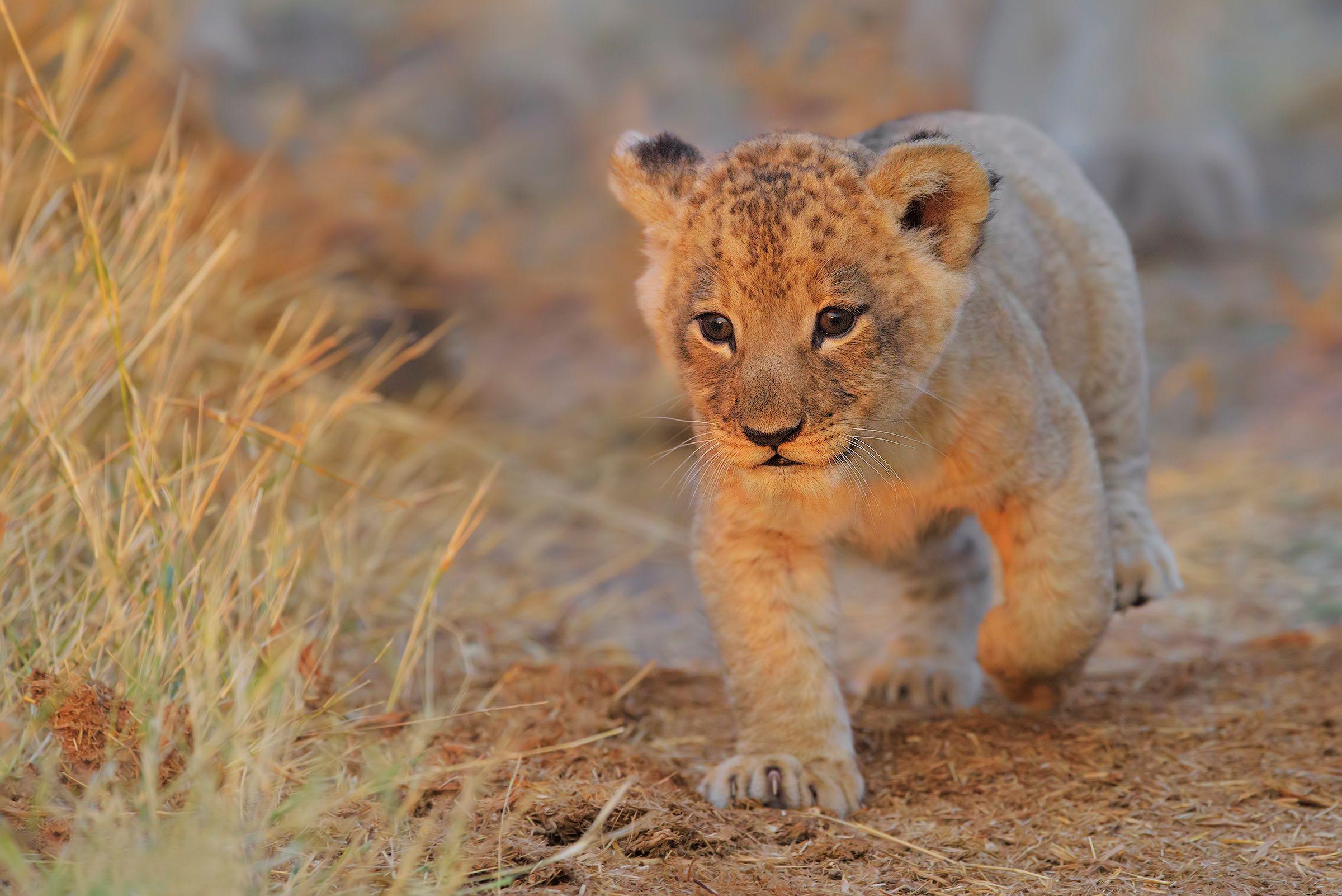 Baby Lion Cubs Wallpapers Top Free Baby Lion Cubs Backgrounds 