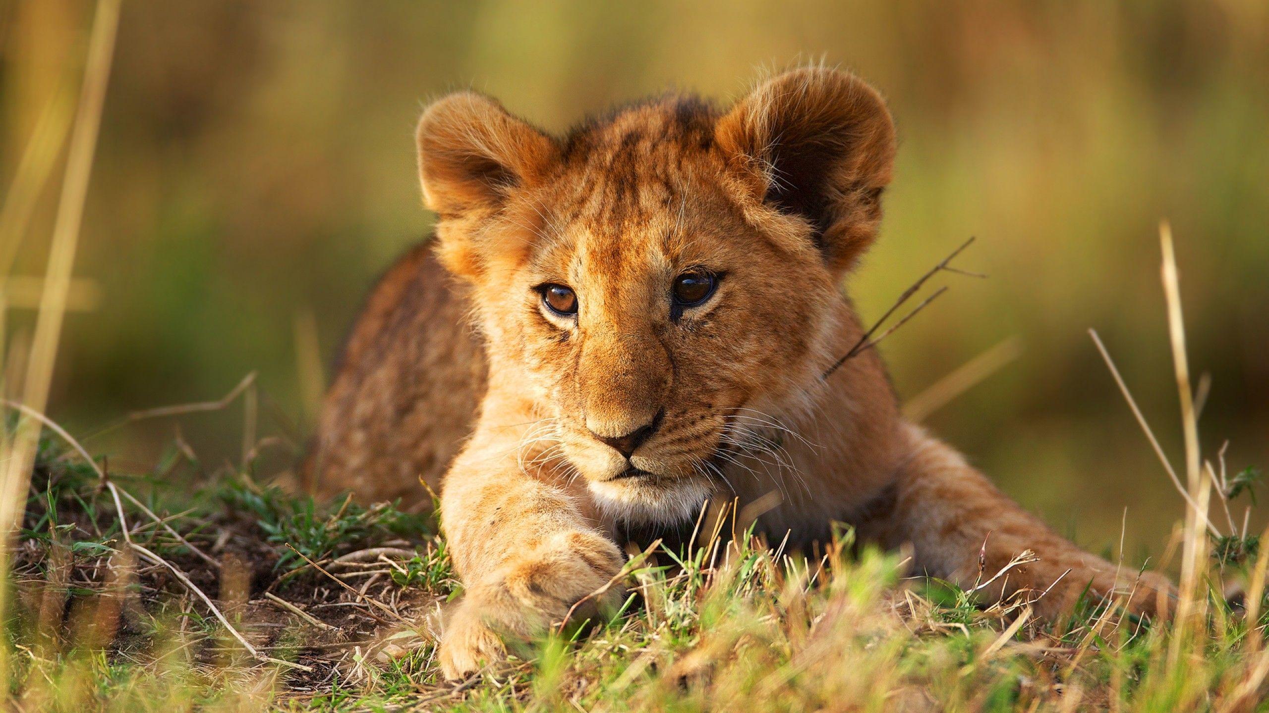 Lion Cub Wallpapers Top Free Lion Cub Backgrounds Wallpaperaccess