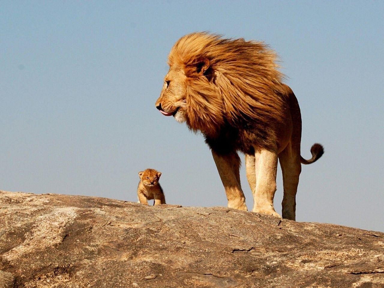 1280x960 One day, you'll also be a proud Columbia alum. Animals beautiful, Animals, Cute animals