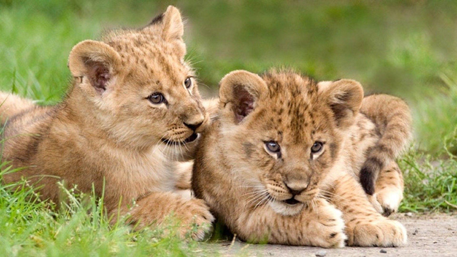 Lion Cub Wallpapers - Top Free Lion Cub Backgrounds - Wallpaperaccess