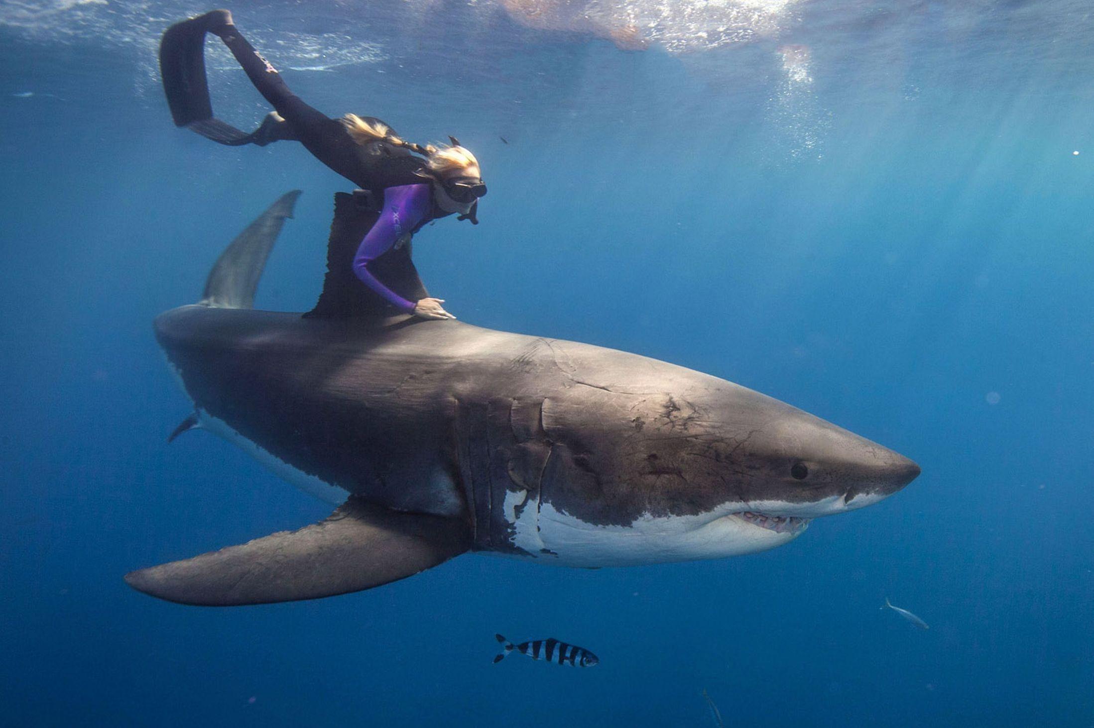 2197x1463 2197x1463 desktop wallpaper for great white shark
