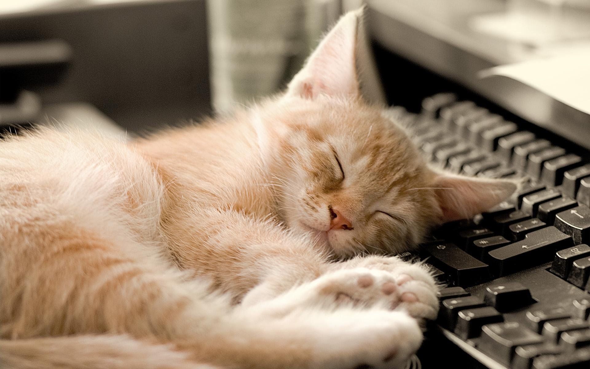 1920x1200 Wallpaper cat, sleeping, keyboard for mobile and desktop, section кошки, resolution 1920x1200