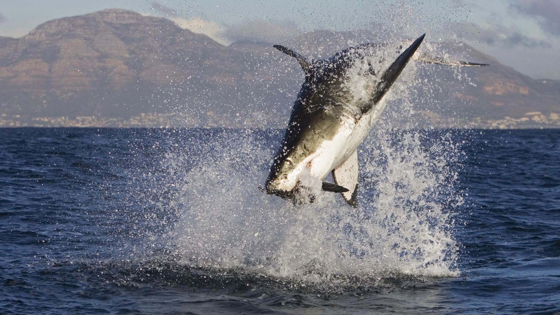 1920x1080 Flying Shark HD desktop wallpaper : Widescreen : High