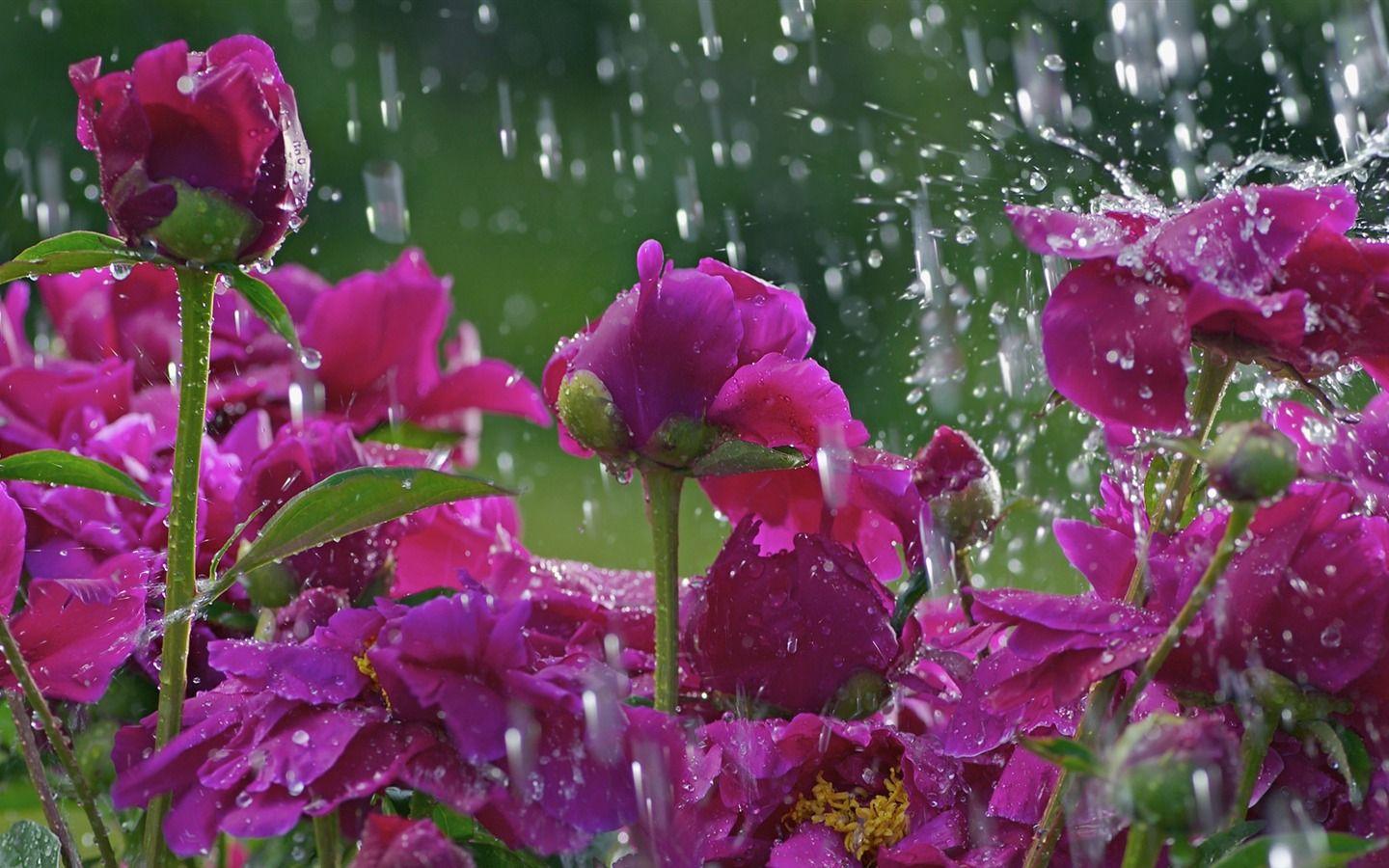 1440x900 Đẹp_Blossoms_in_Rain