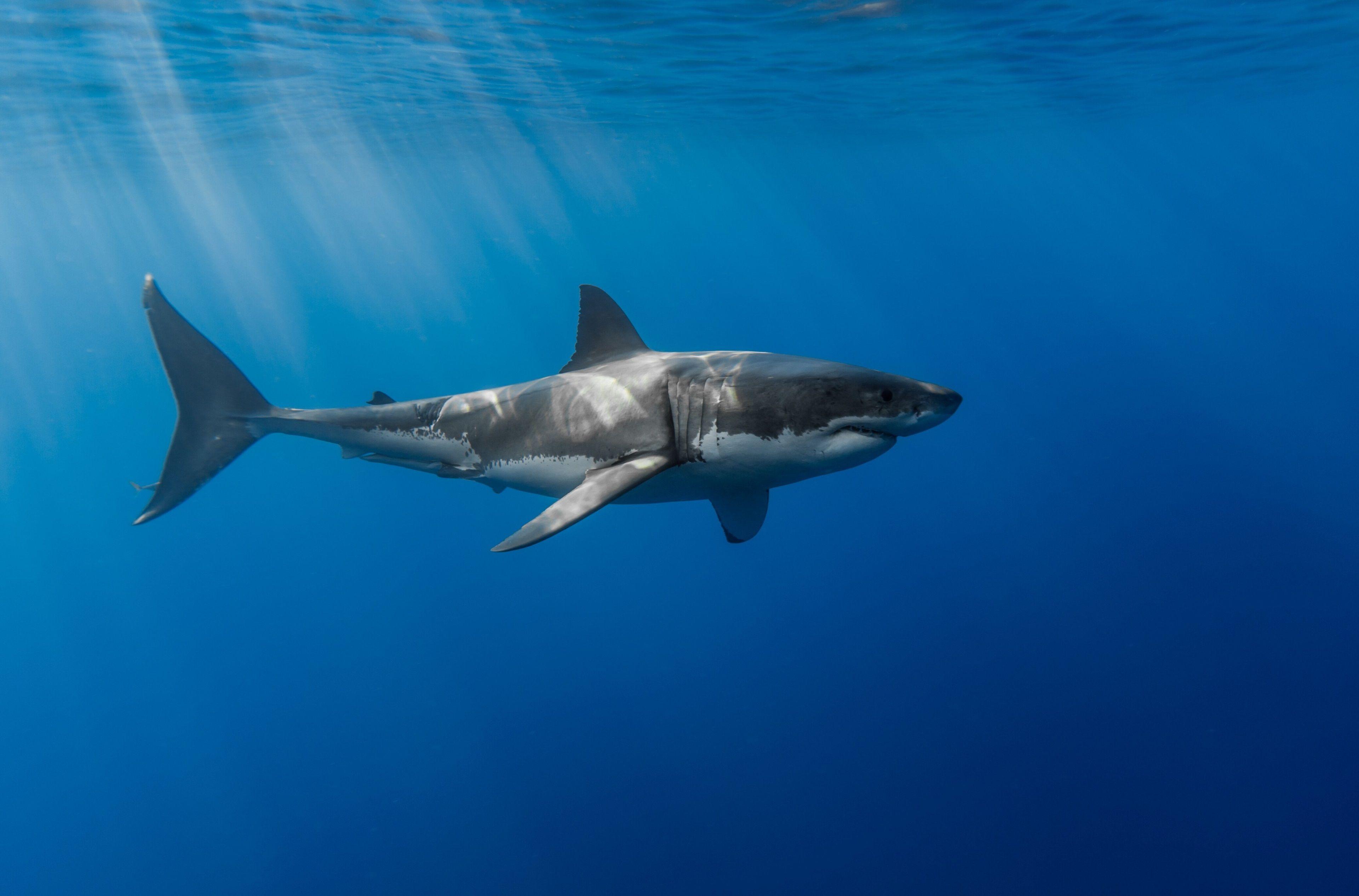 3840x2532 3840x2532 shark 4k pic HD desktop. Animal. Tokkoro