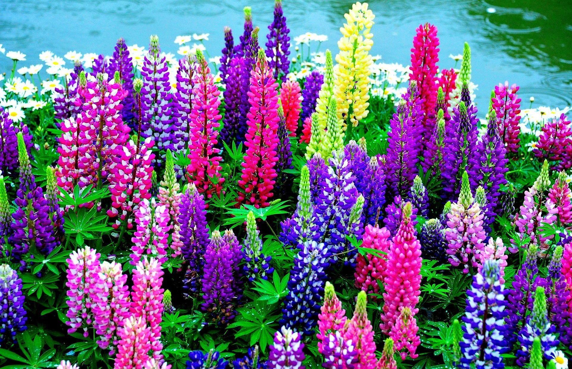1920x1240 Download wallpaper 1920x1240 lupines, daisies, flowers