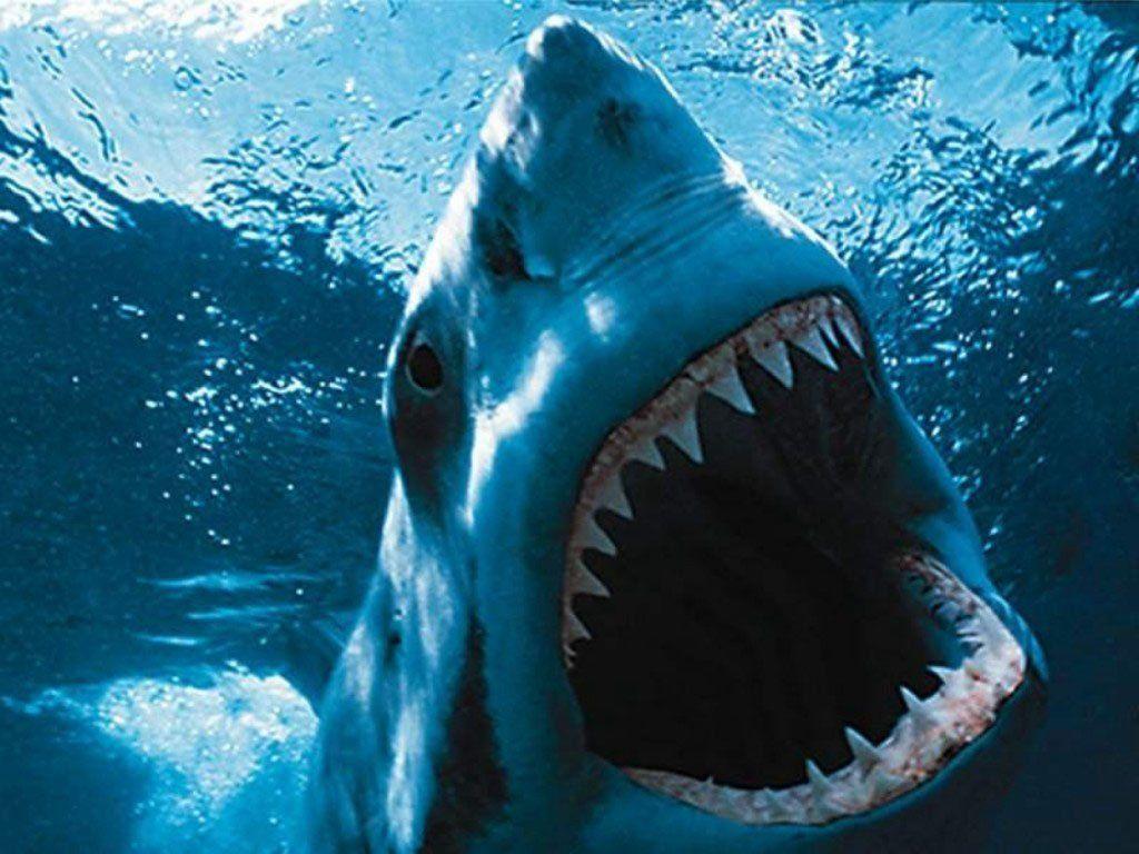 1024x768 Shark Desktop Wallpaper