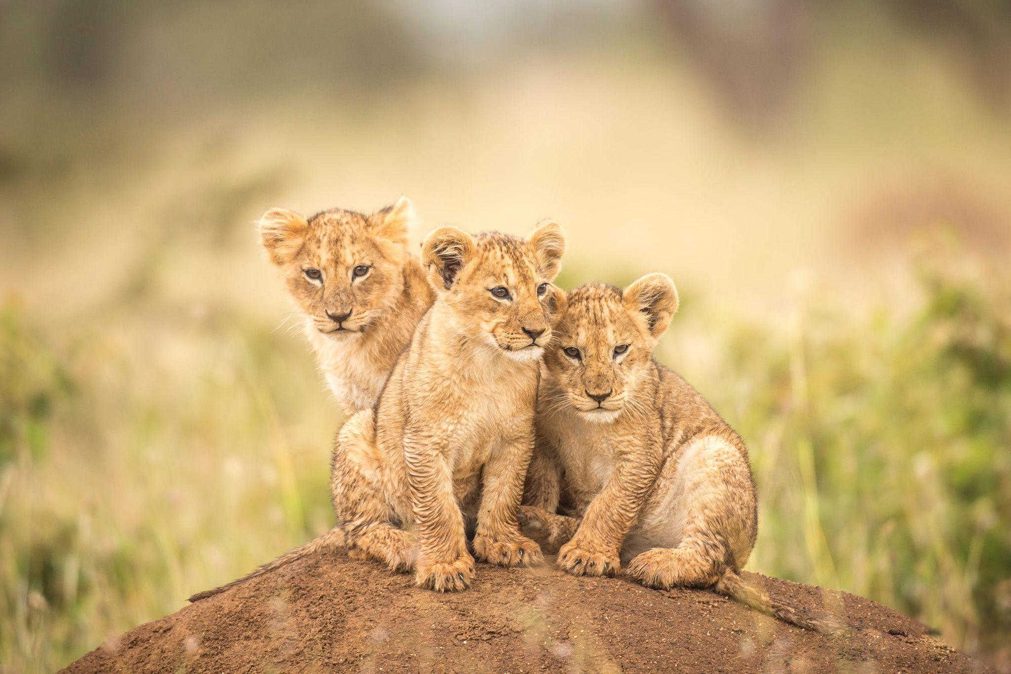 Lion Cub Wallpapers Top Free Lion Cub Backgrounds WallpaperAccess