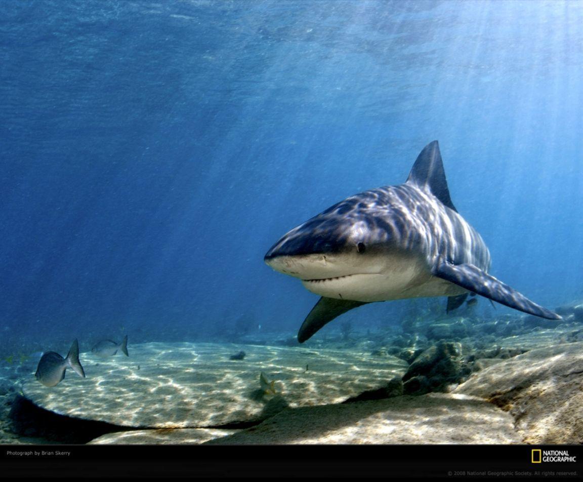 1152x952 Tiger Shark Wallpaper HD Desktop. Best Wallpaper HD Collection