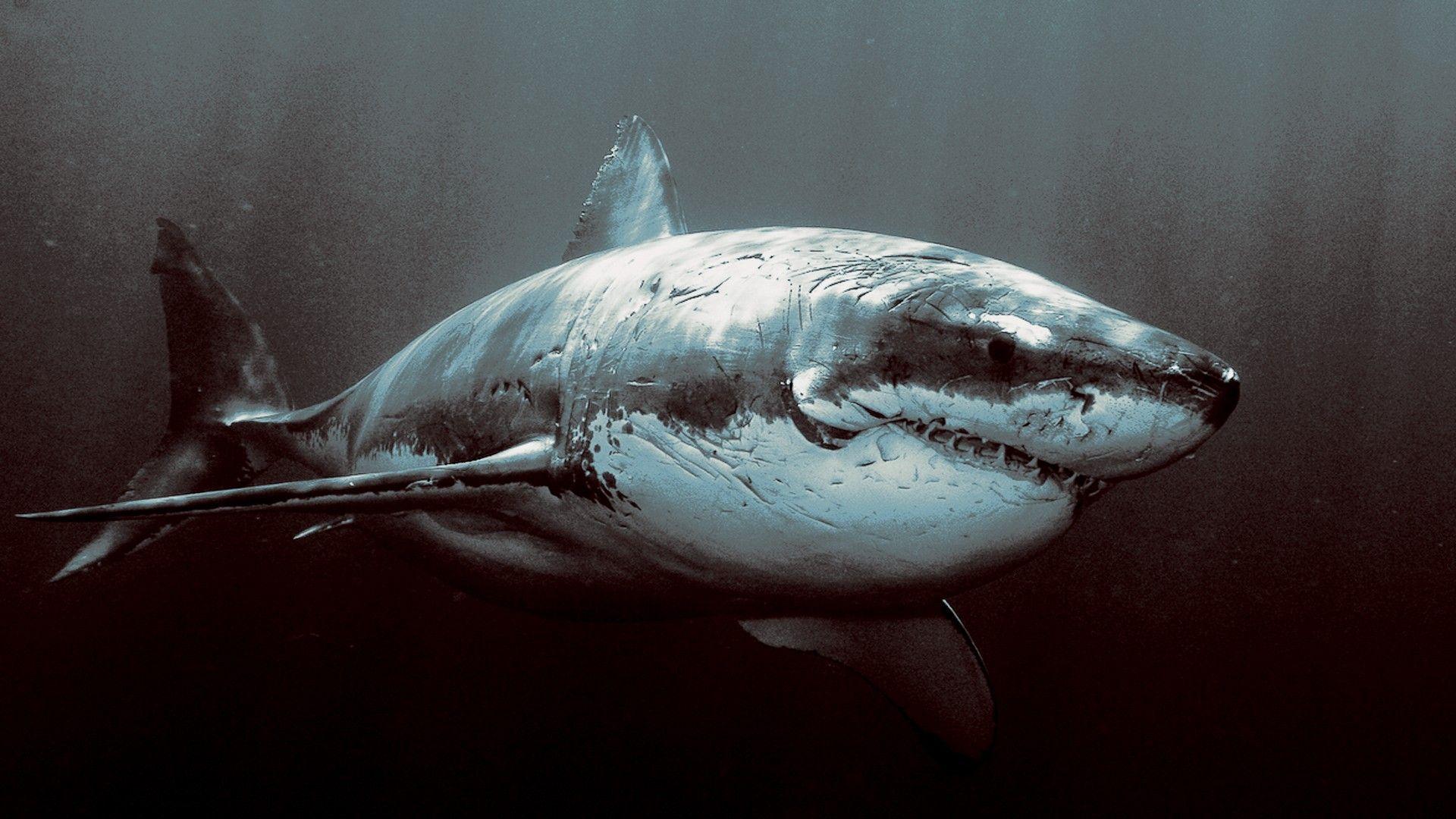 1920x1080 Shark HD Wallpaper Photo
