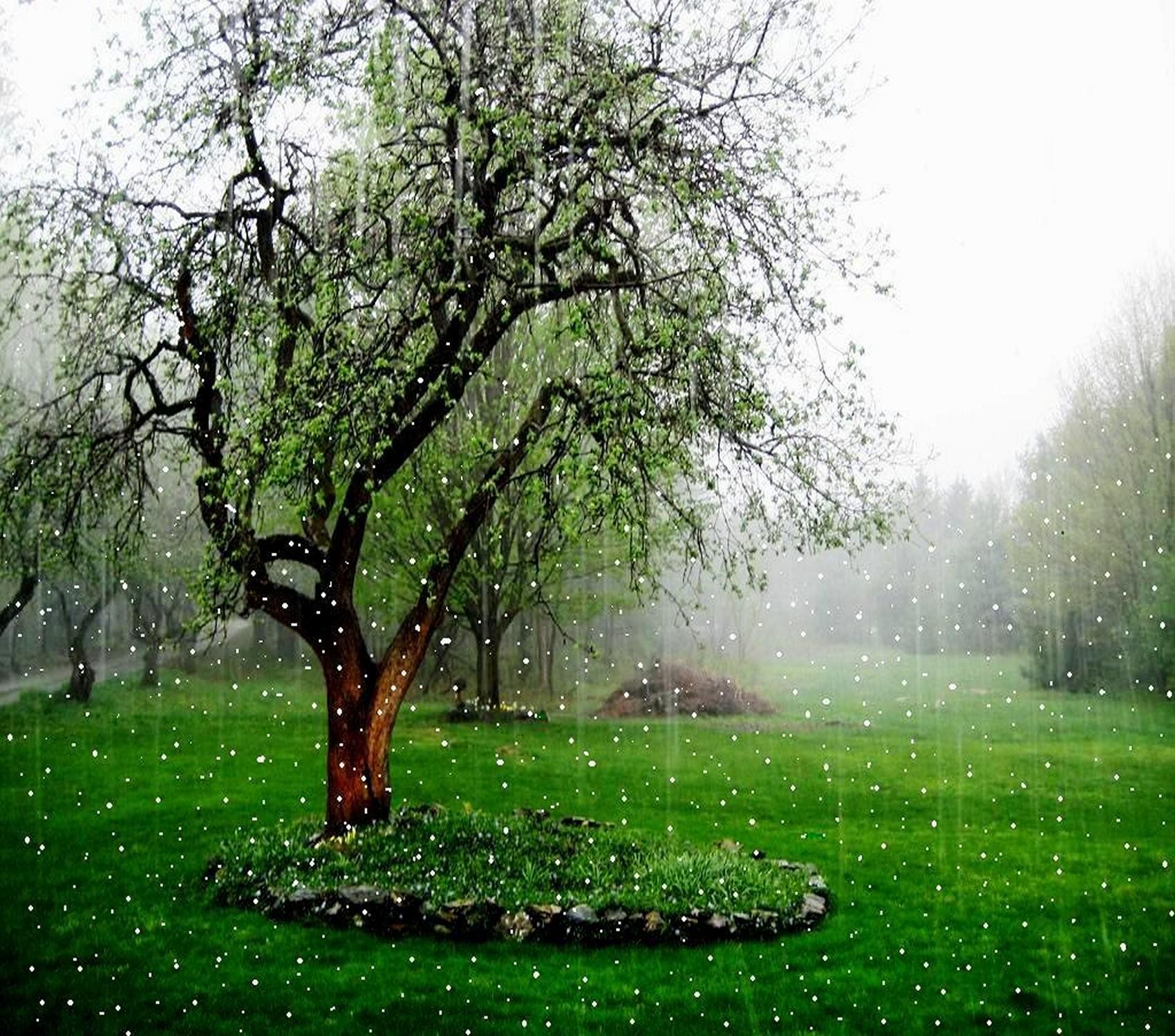 beautiful rainy nature