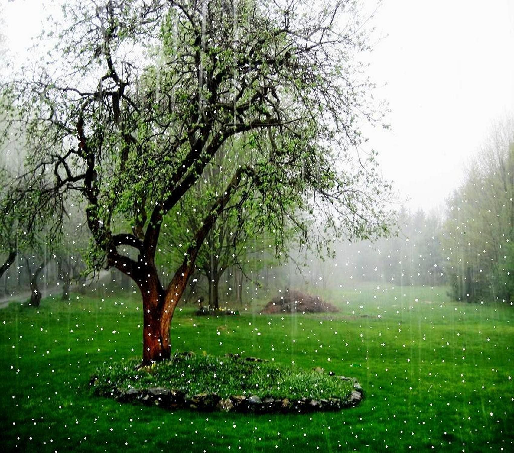 Most Beautiful Rain Wallpapers Top Nh ng H nh nh p