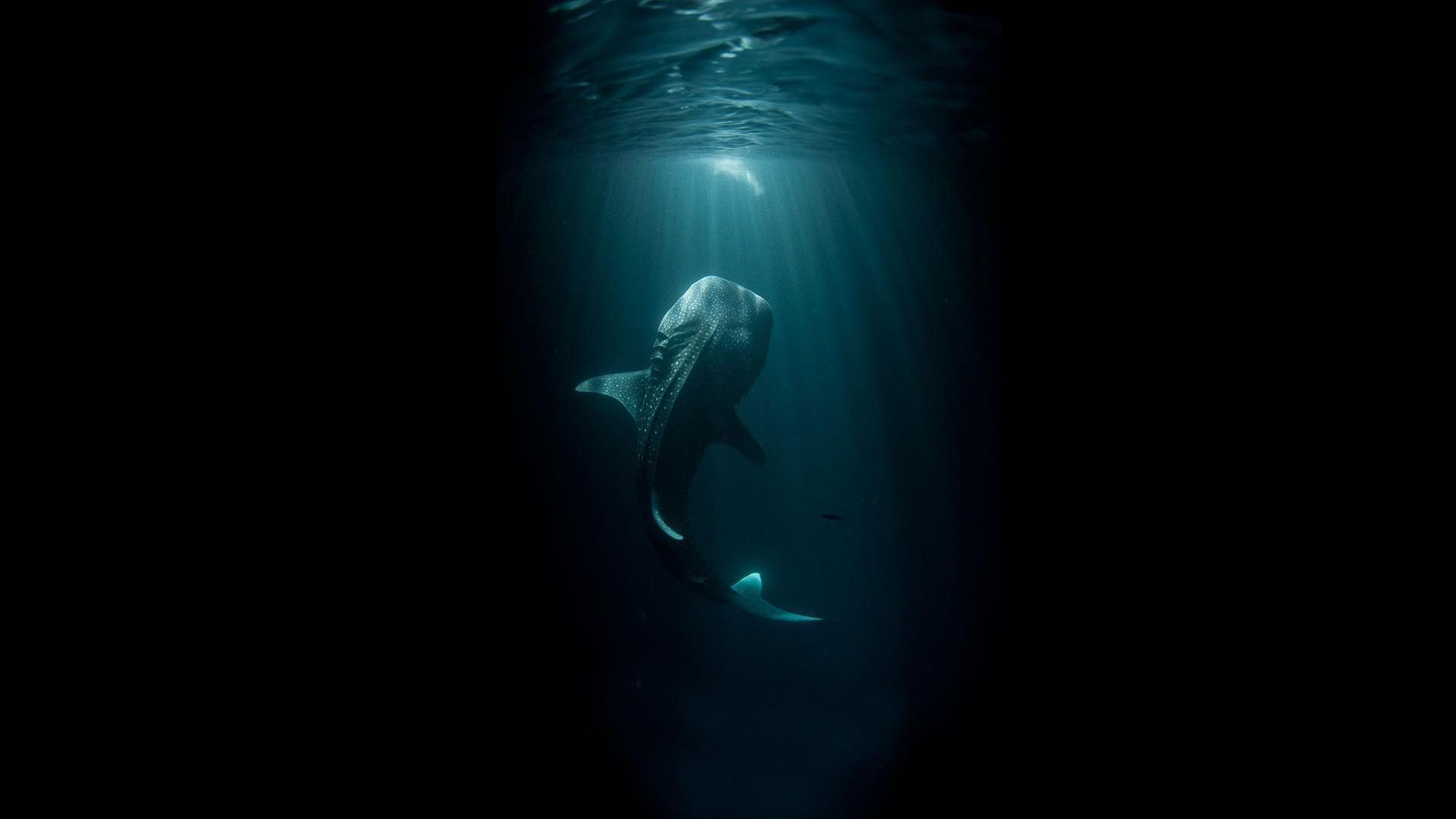 1920x1080 Whale Shark HD desktop wallpaper : Widescreen : High
