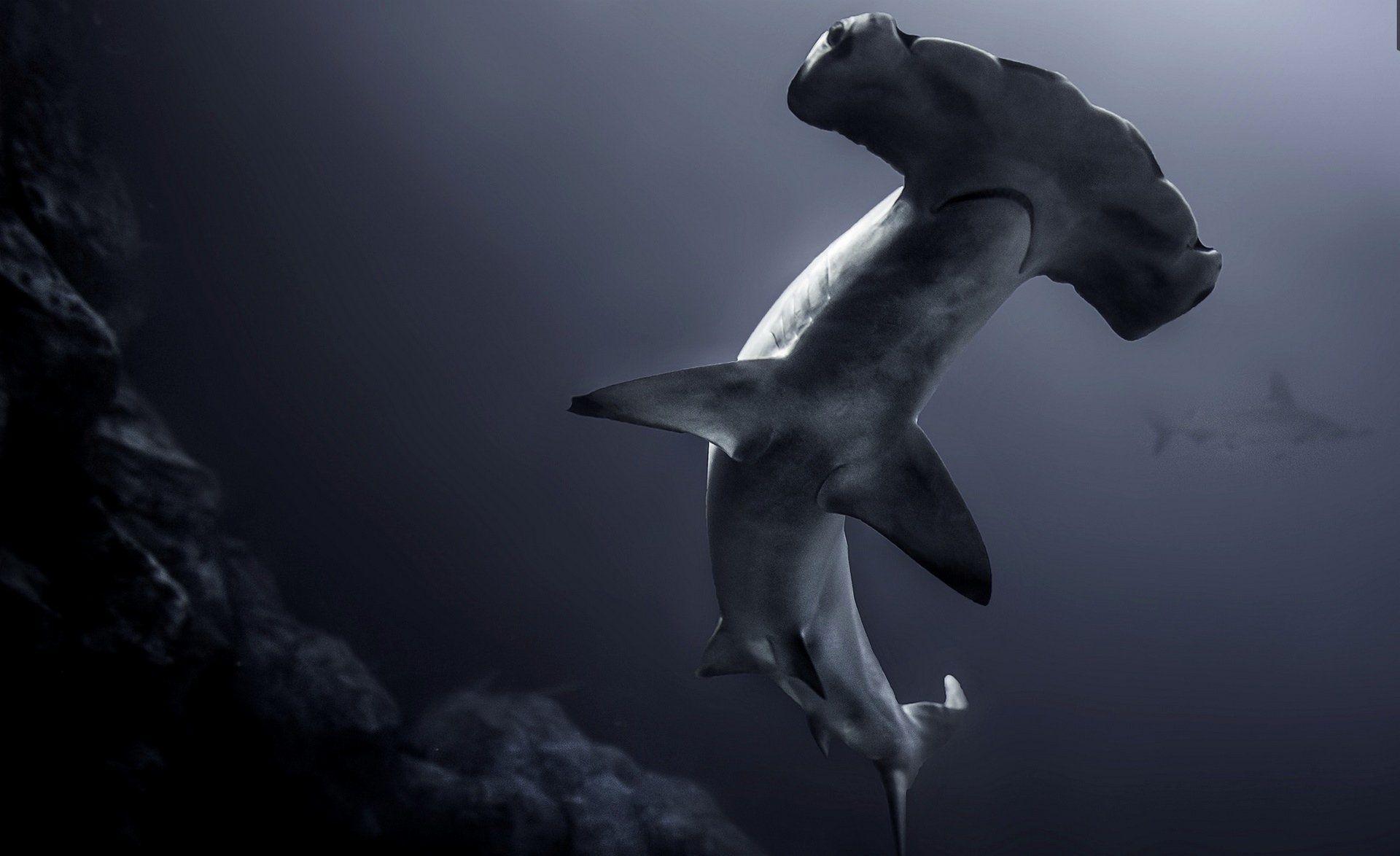 Shark Desktop Wallpaper 4K: Dive Into Stunning Underwater Scenes