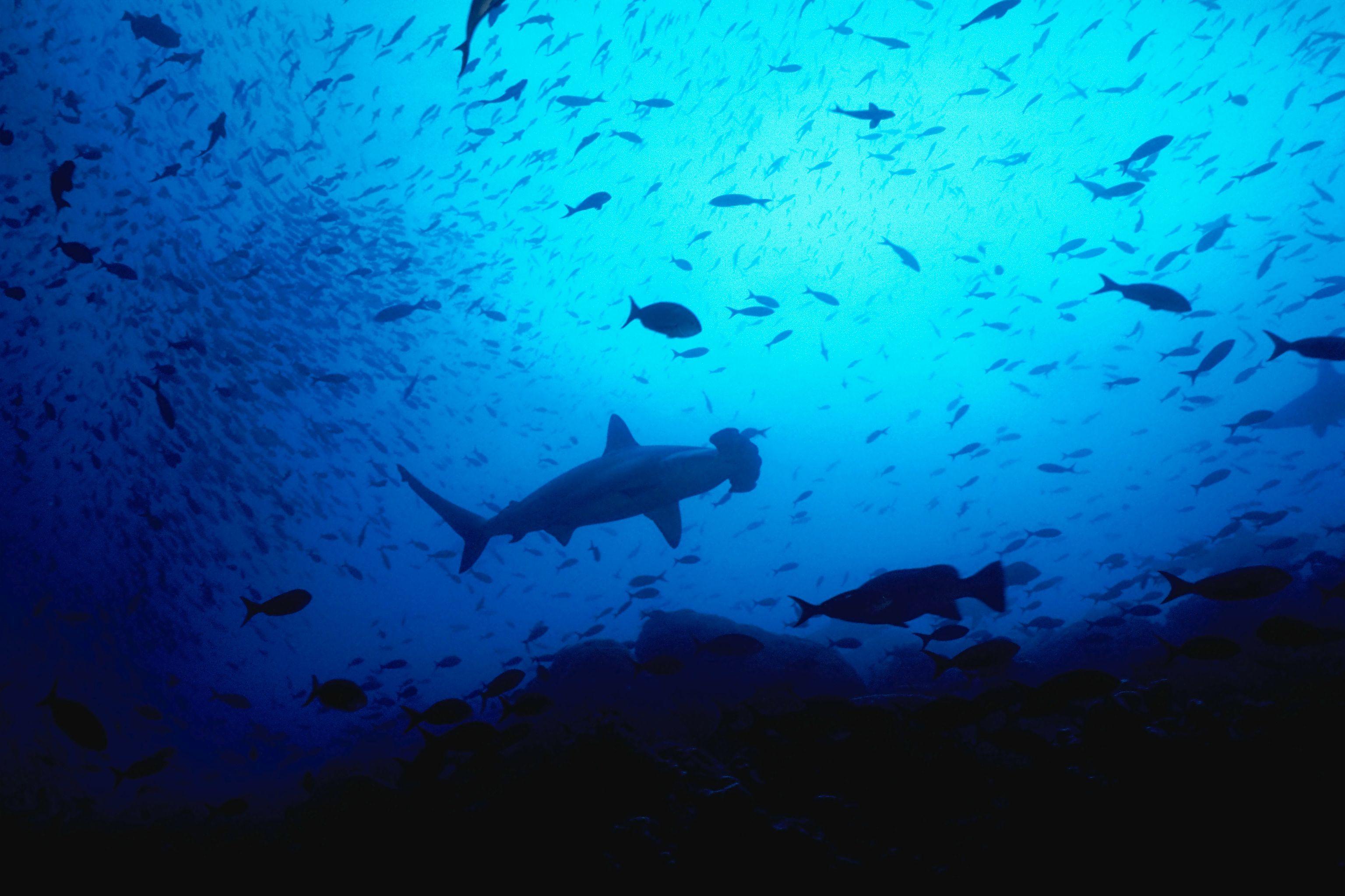 3072x2048 Hammerhead Shark Wallpaper Full HD #oDA. Animals