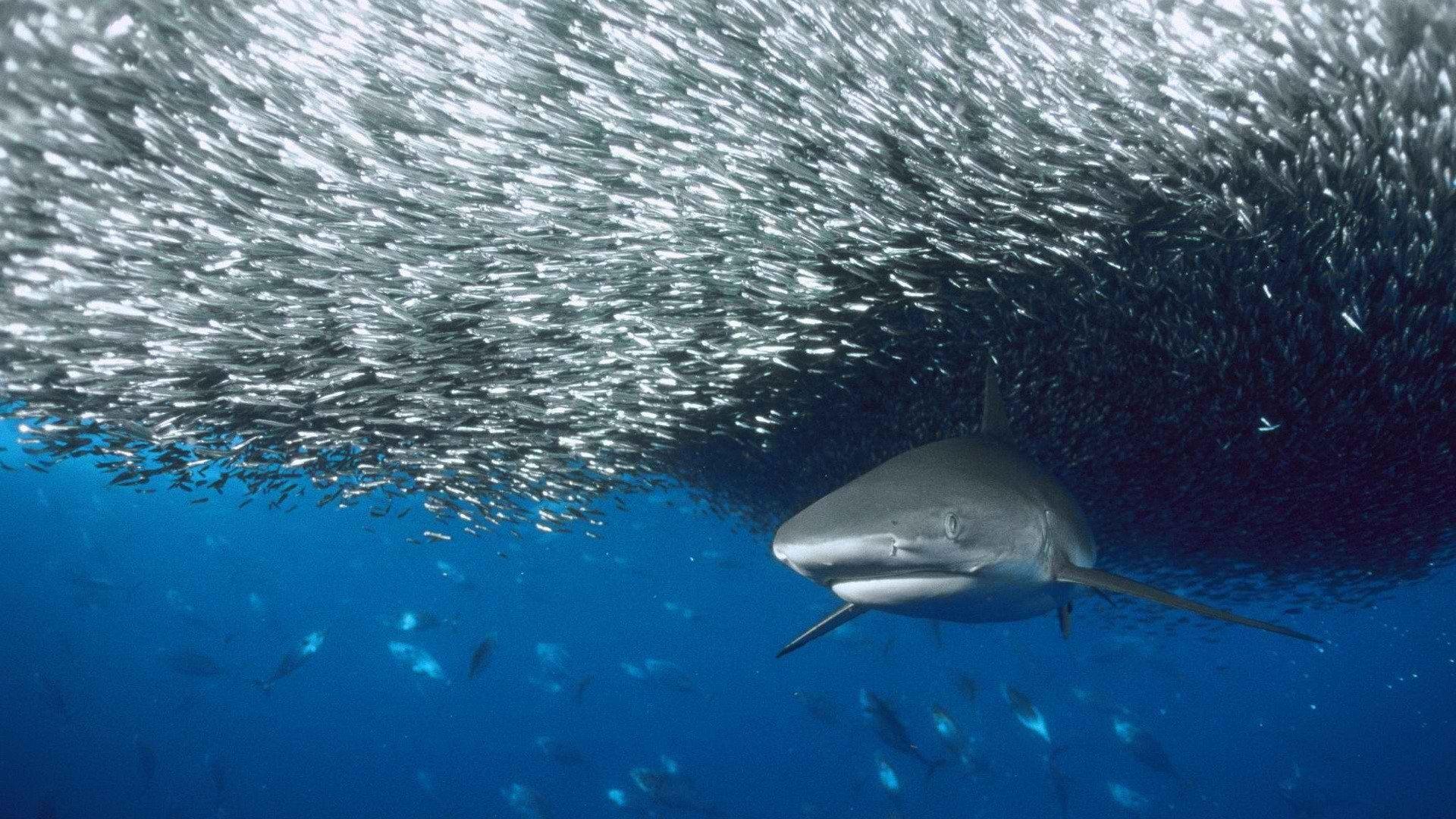 1920x1080 Shark HD Wallpaper