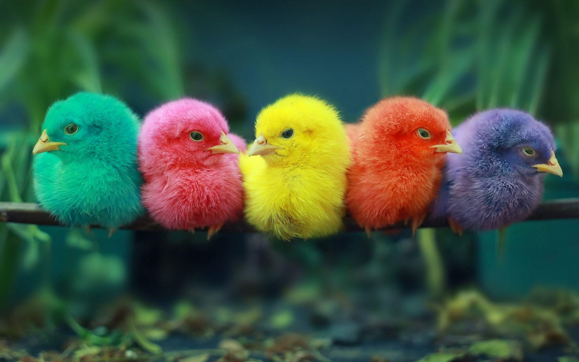 1920x1200 Download wallpaper colorful chickens, chicks, rain forest