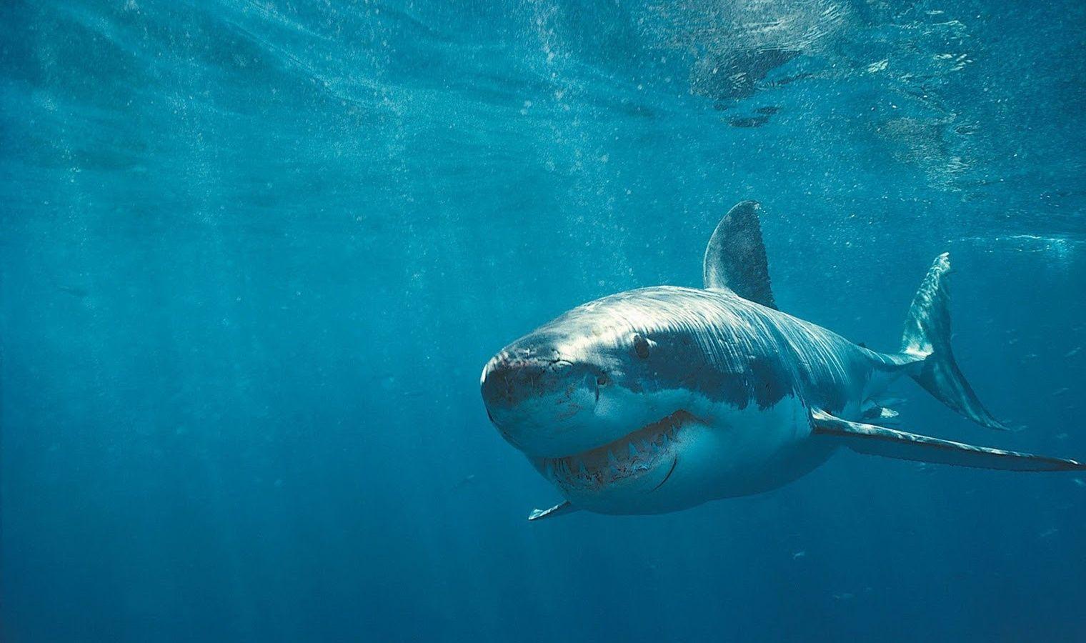 1520x900 Shark Desktop Wallpaper Picture on Animal Picture Society