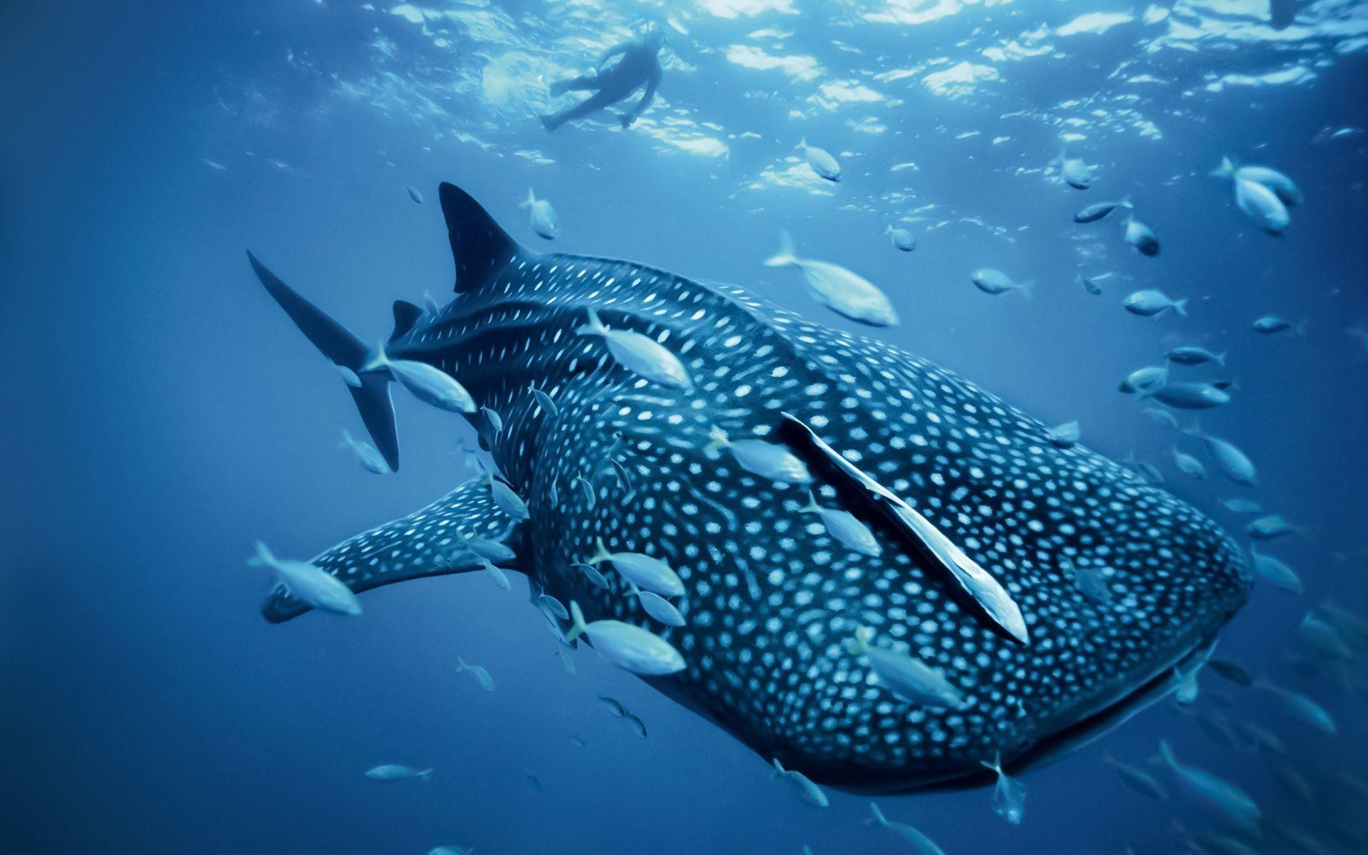 1920x1200 Shark Wallpaper