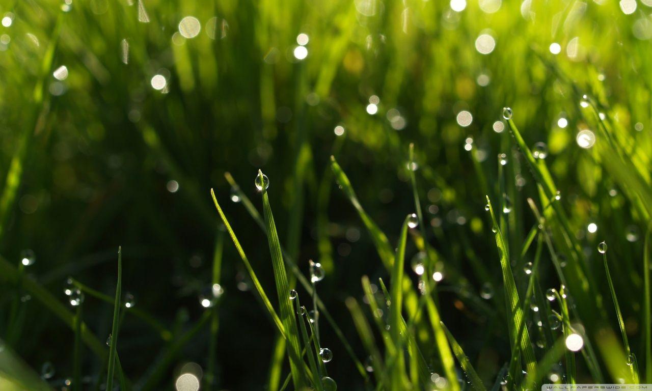 1280x768 Summer Rain ❤ 4K HD Desktop Wallpaper for 4K Ultra HD TV