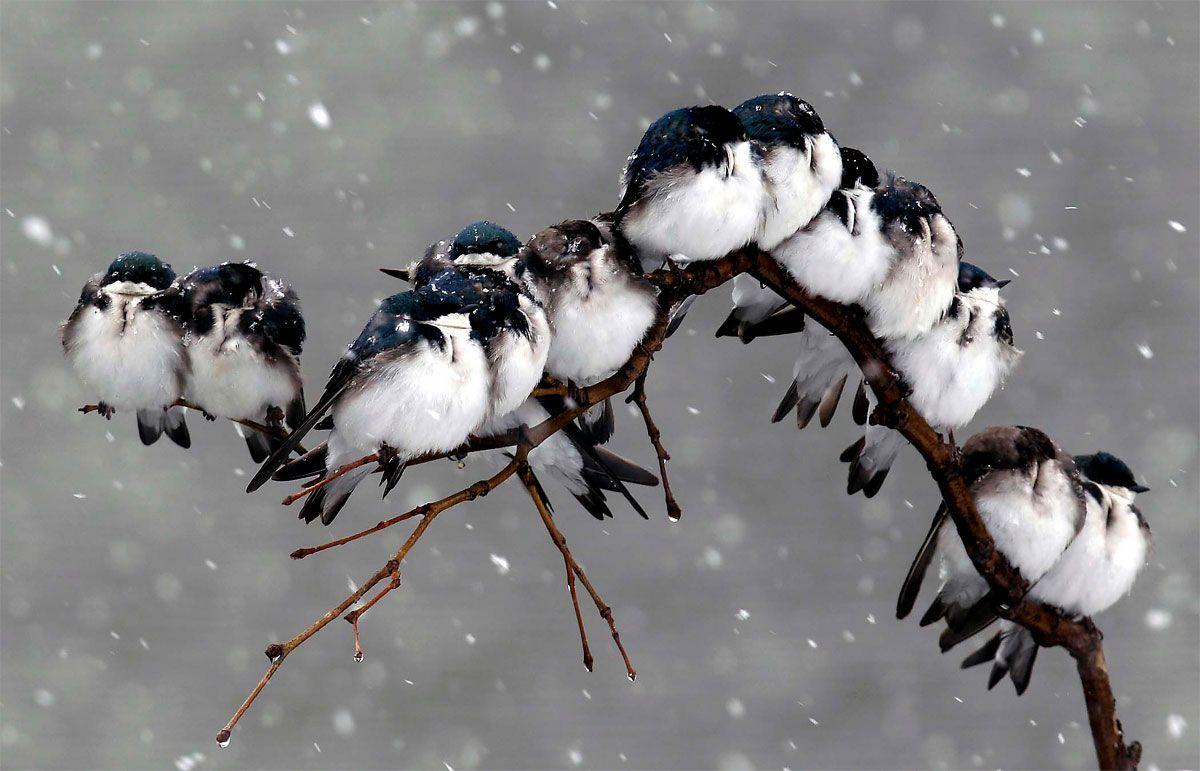 1200x771 Những con chim xinh đẹp trong mưa # giấy dán tường Hình nền HD