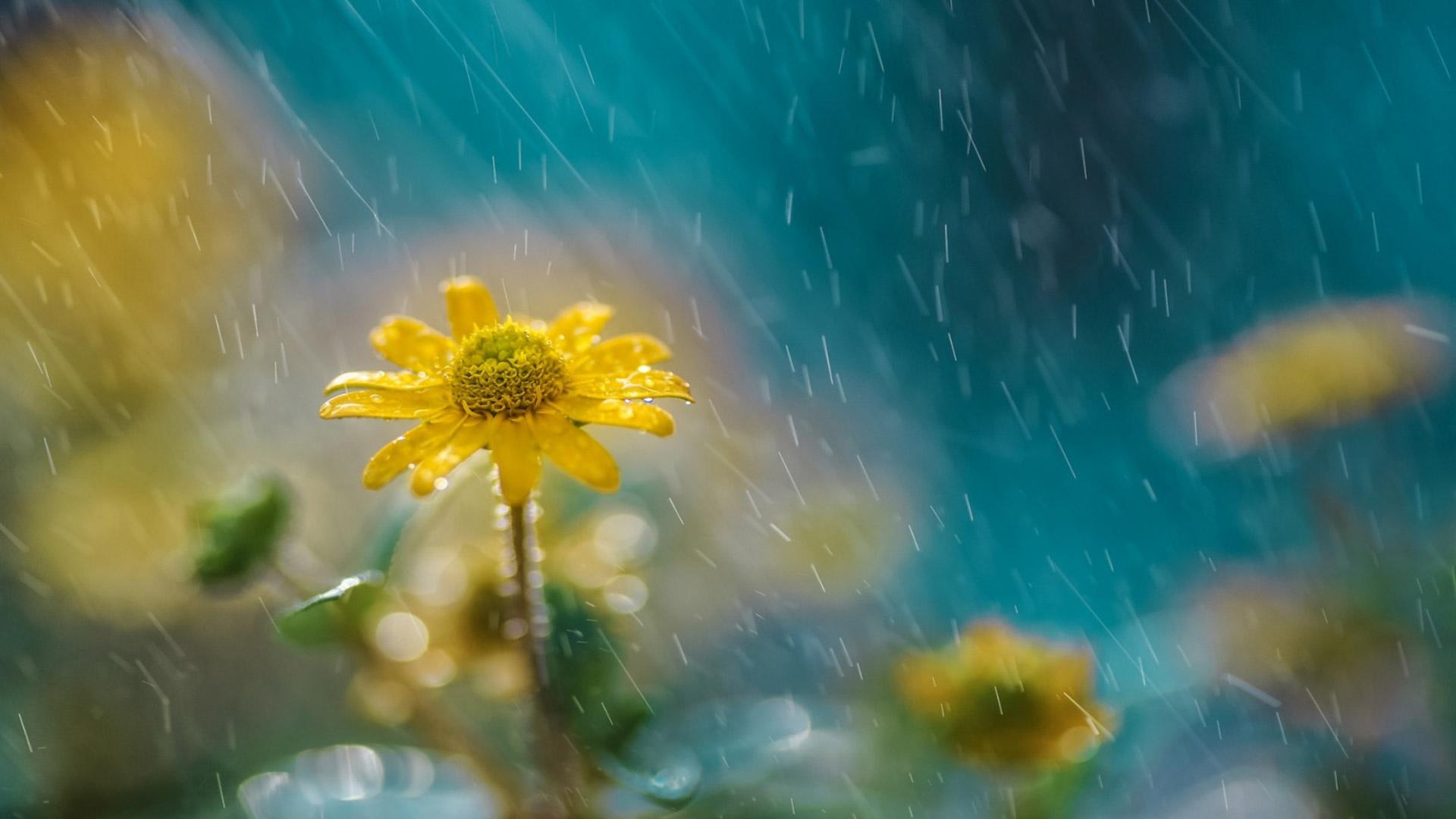1920x1080 Yellow Daisies In Summer Rain Wallpaper. Free Computer