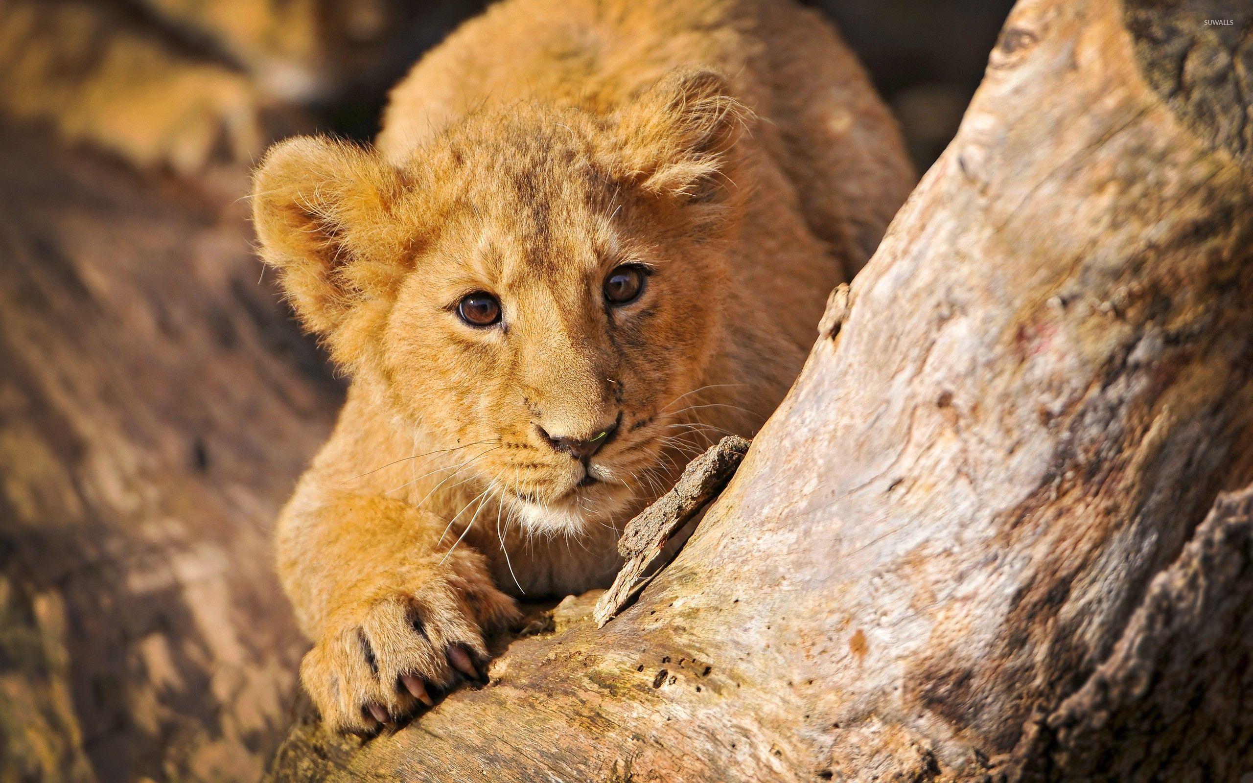 Lion Cub Wallpapers Top Free Lion Cub Backgrounds WallpaperAccess