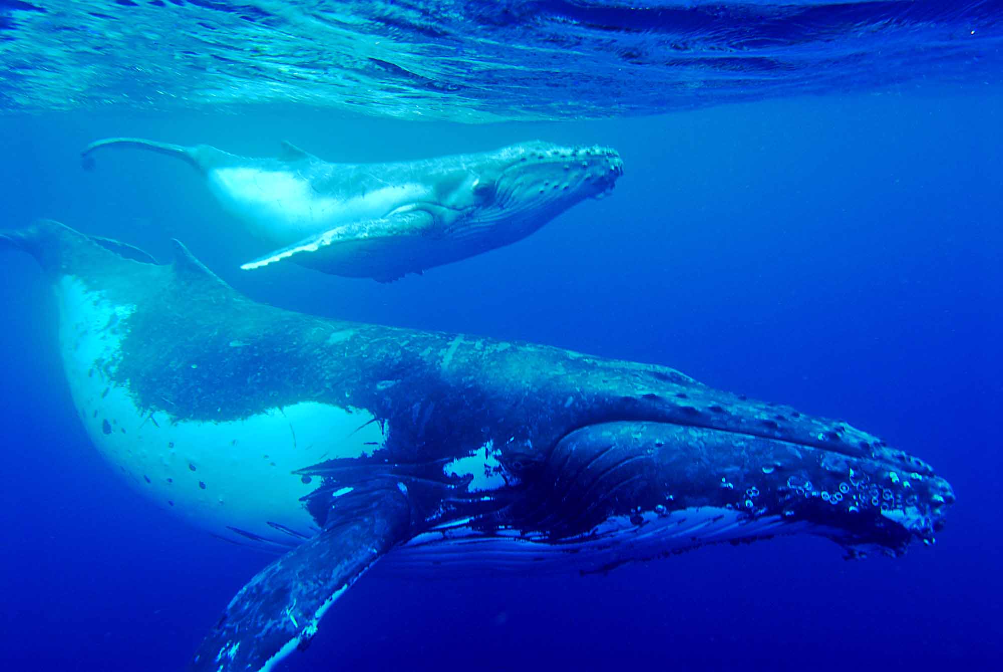 2000x1339 Humpback Whale Best Wallpaper 18811
