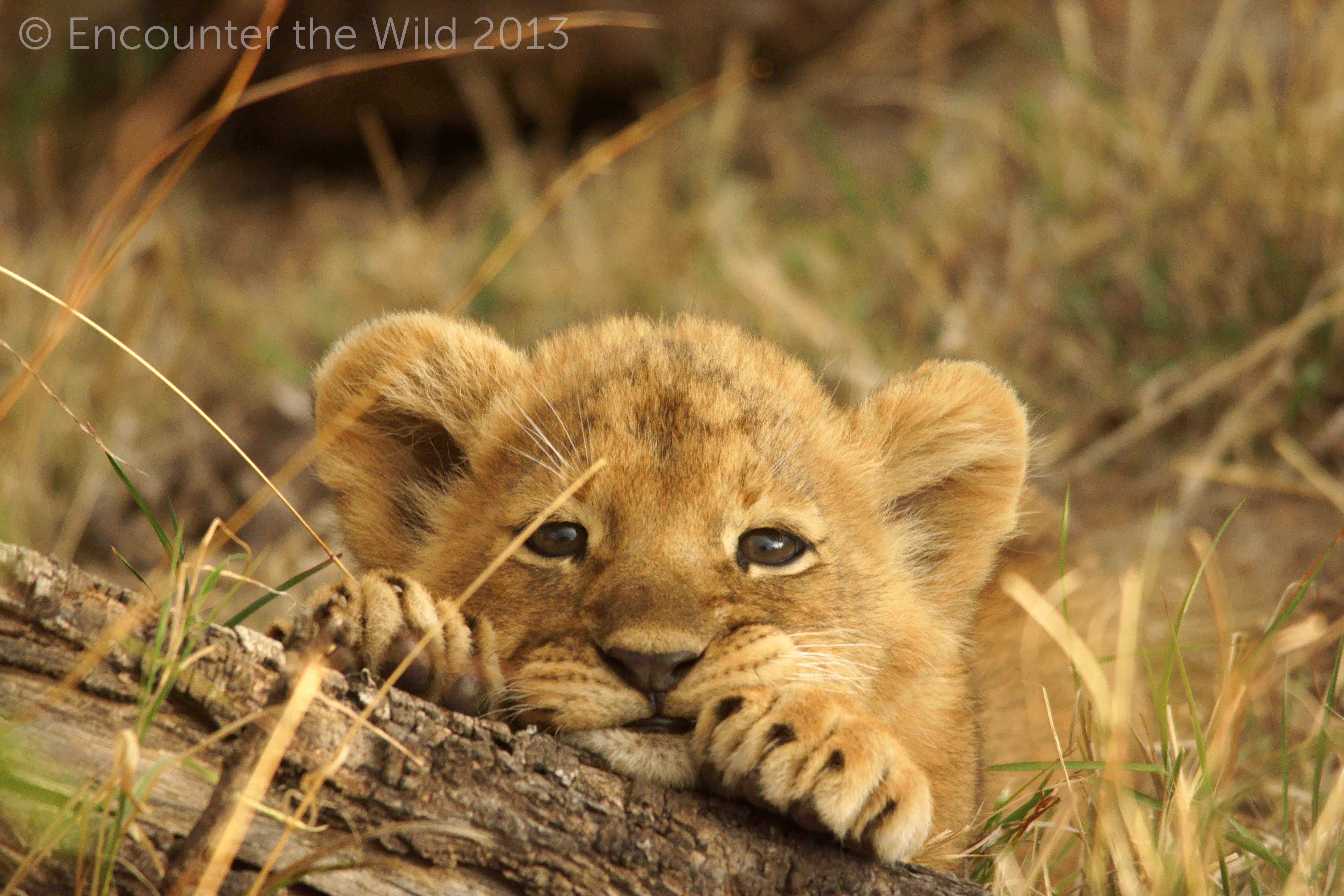 Lion Cub Wallpapers Top Free Lion Cub Backgrounds Wallpaperaccess