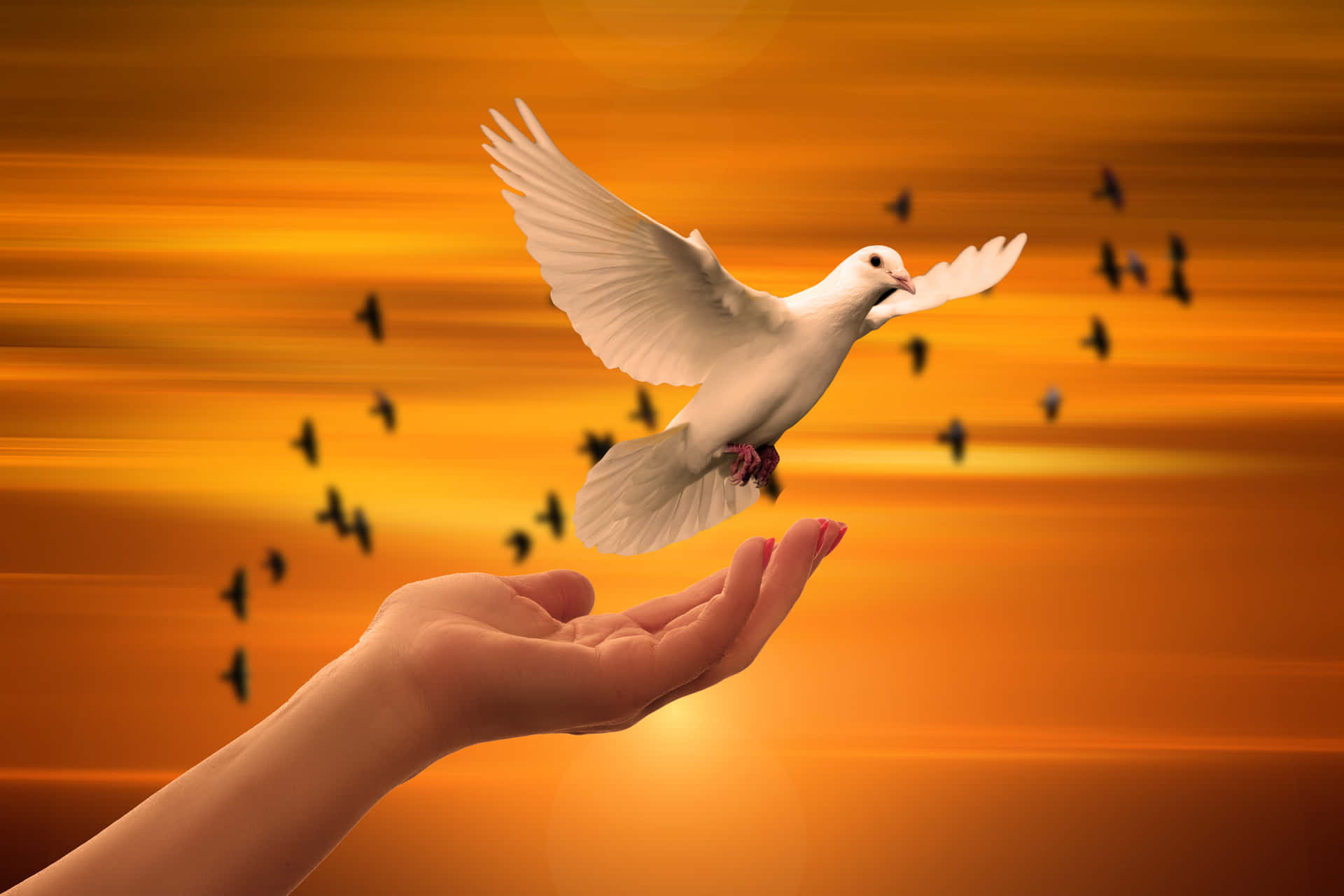 1920x1280 White Dove Flying Away Wallpaper