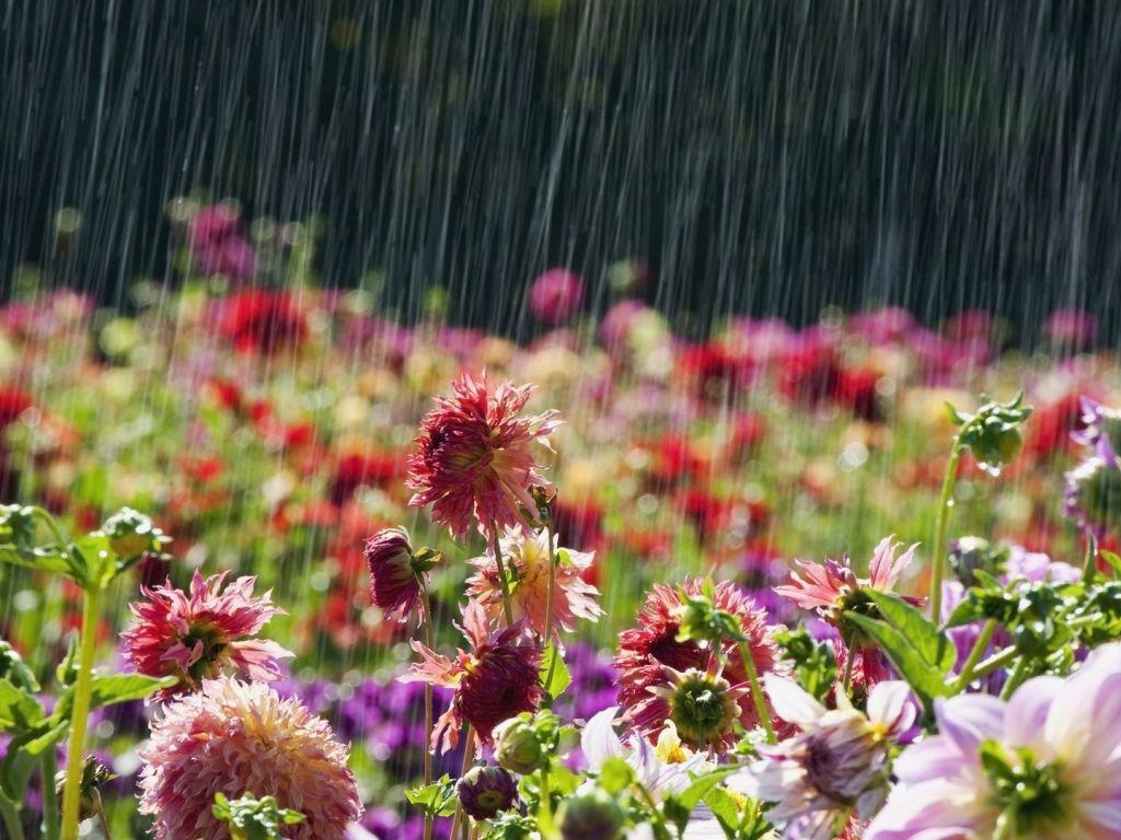 Summer Rain Desktop Wallpapers - Top Free Summer Rain Desktop