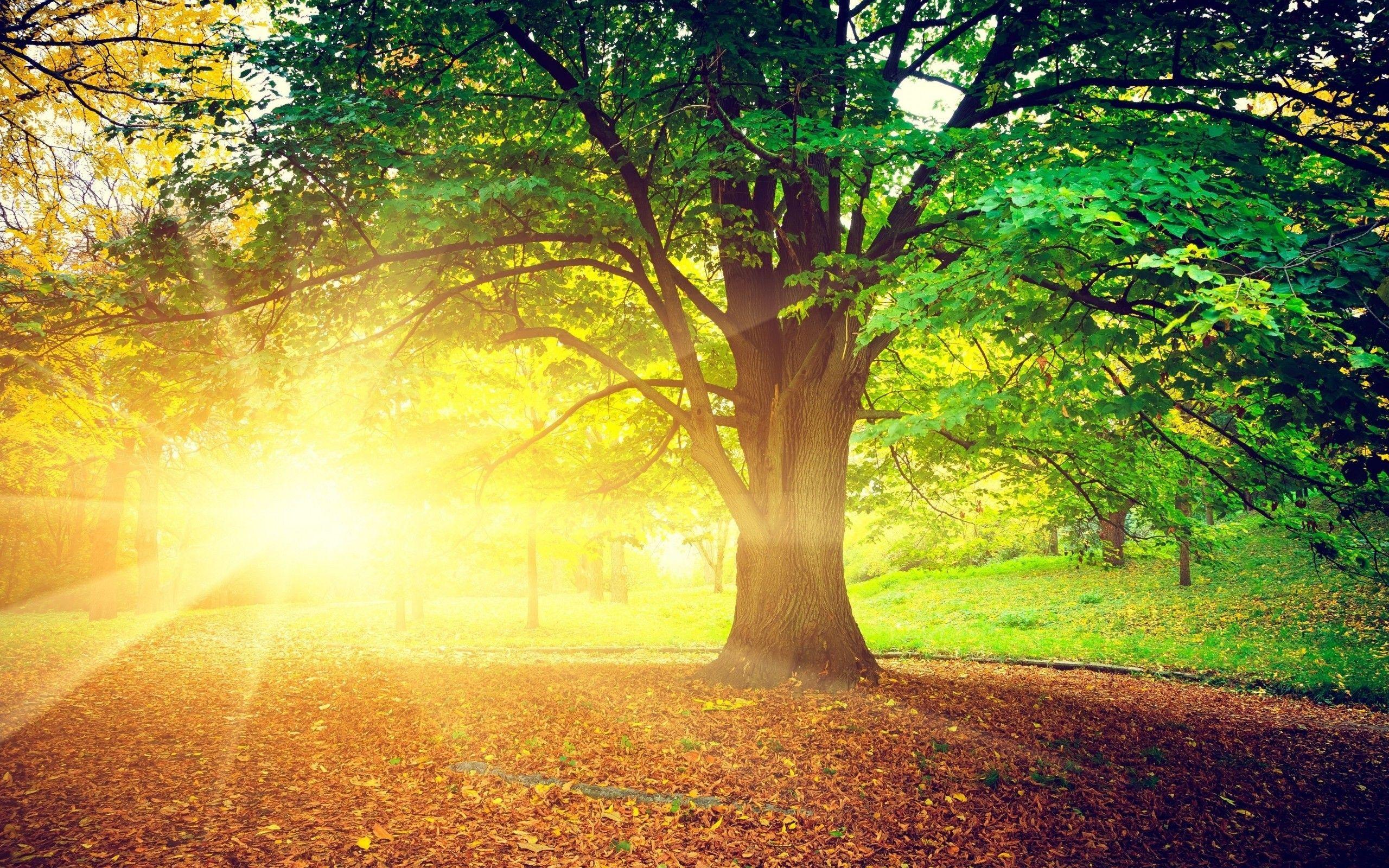 阳光透过黄色的叶子闪闪发光。 金色的秋天。 自然背景，阳光明媚。 秋天的城市公园。视频特效素材-千库网