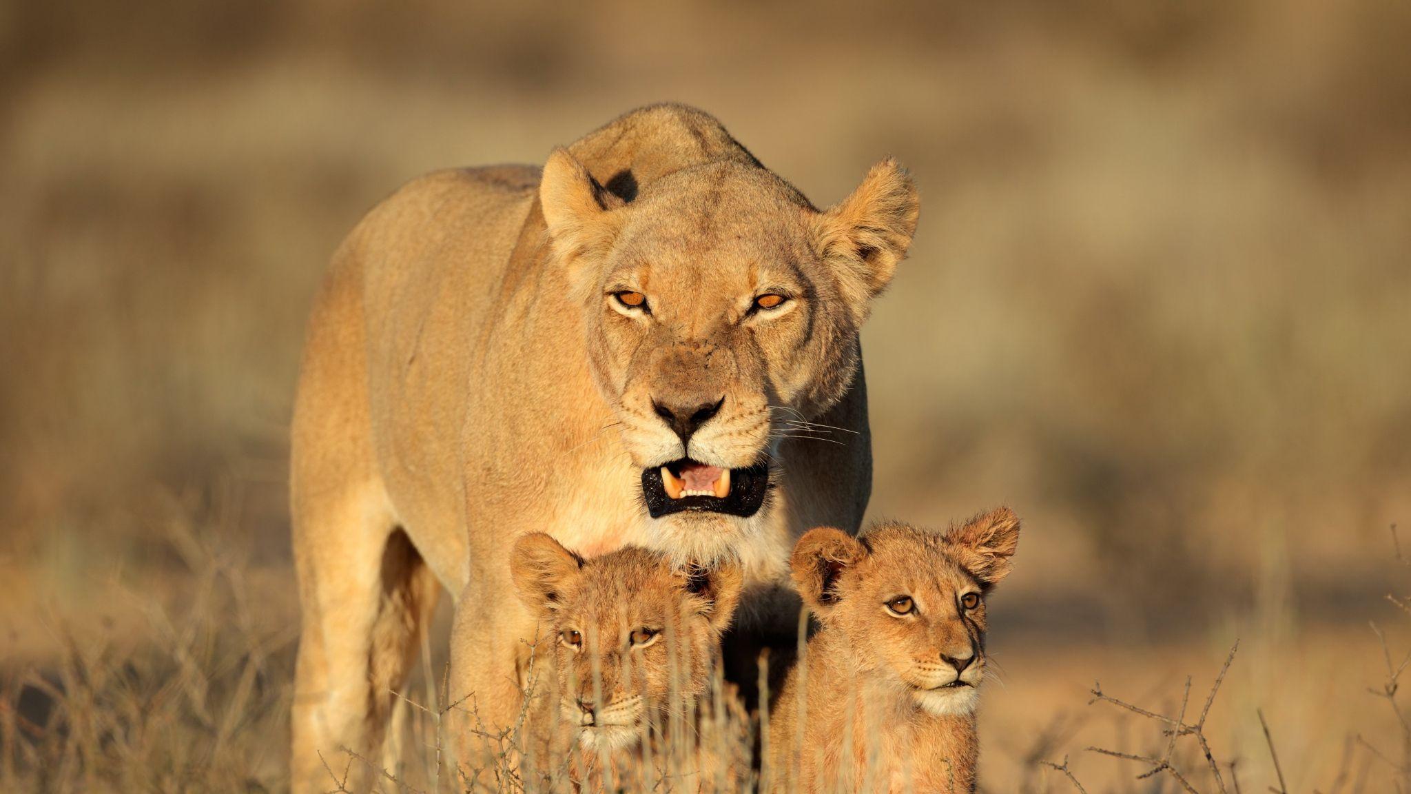 2048x1152 Download Wallpaper 2048x1152 Lion, Female, Lion cubs, Family. Animal planet, Wildlife shower curtains, Animals